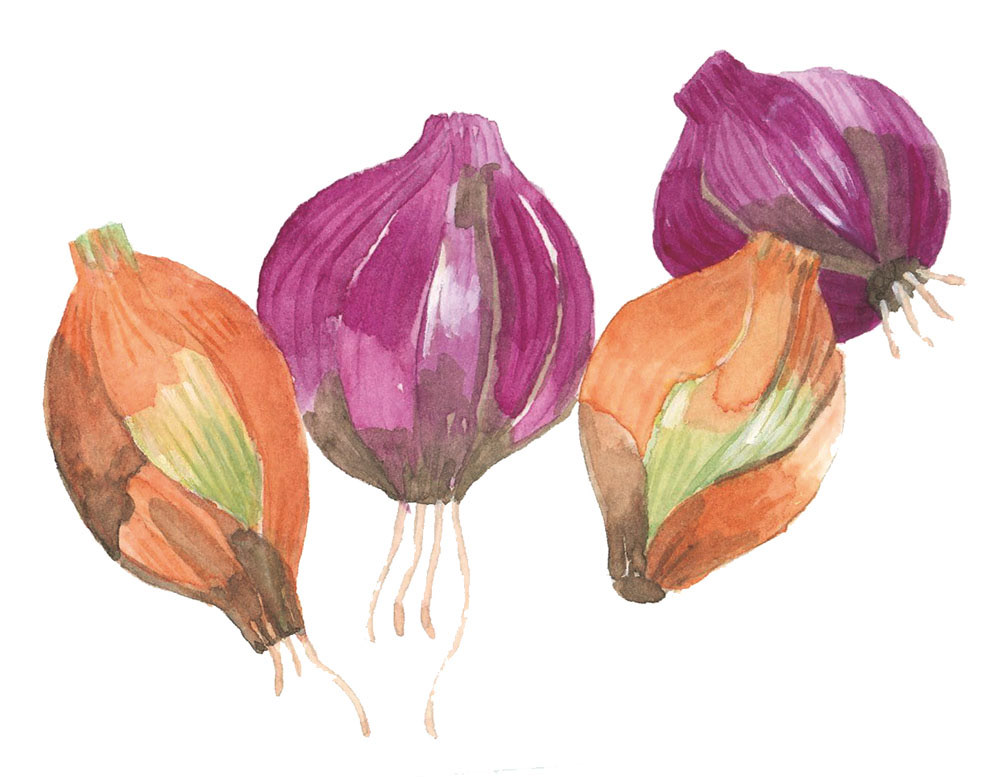 小柄なタマネギ