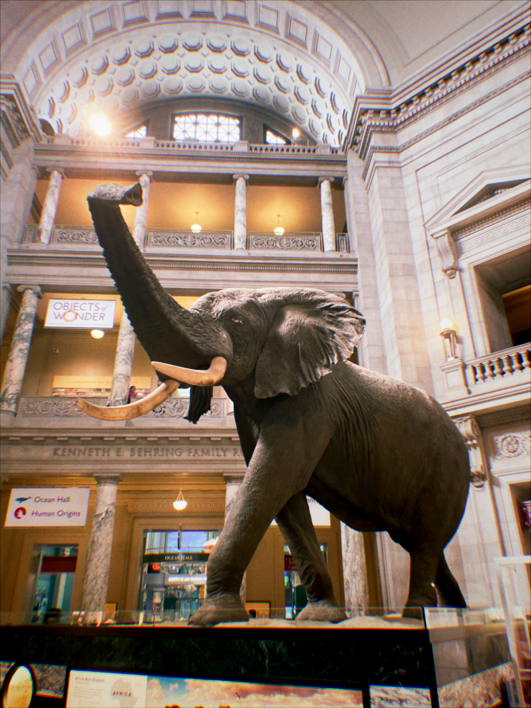 saw jumbo at the Museum of Natural History!