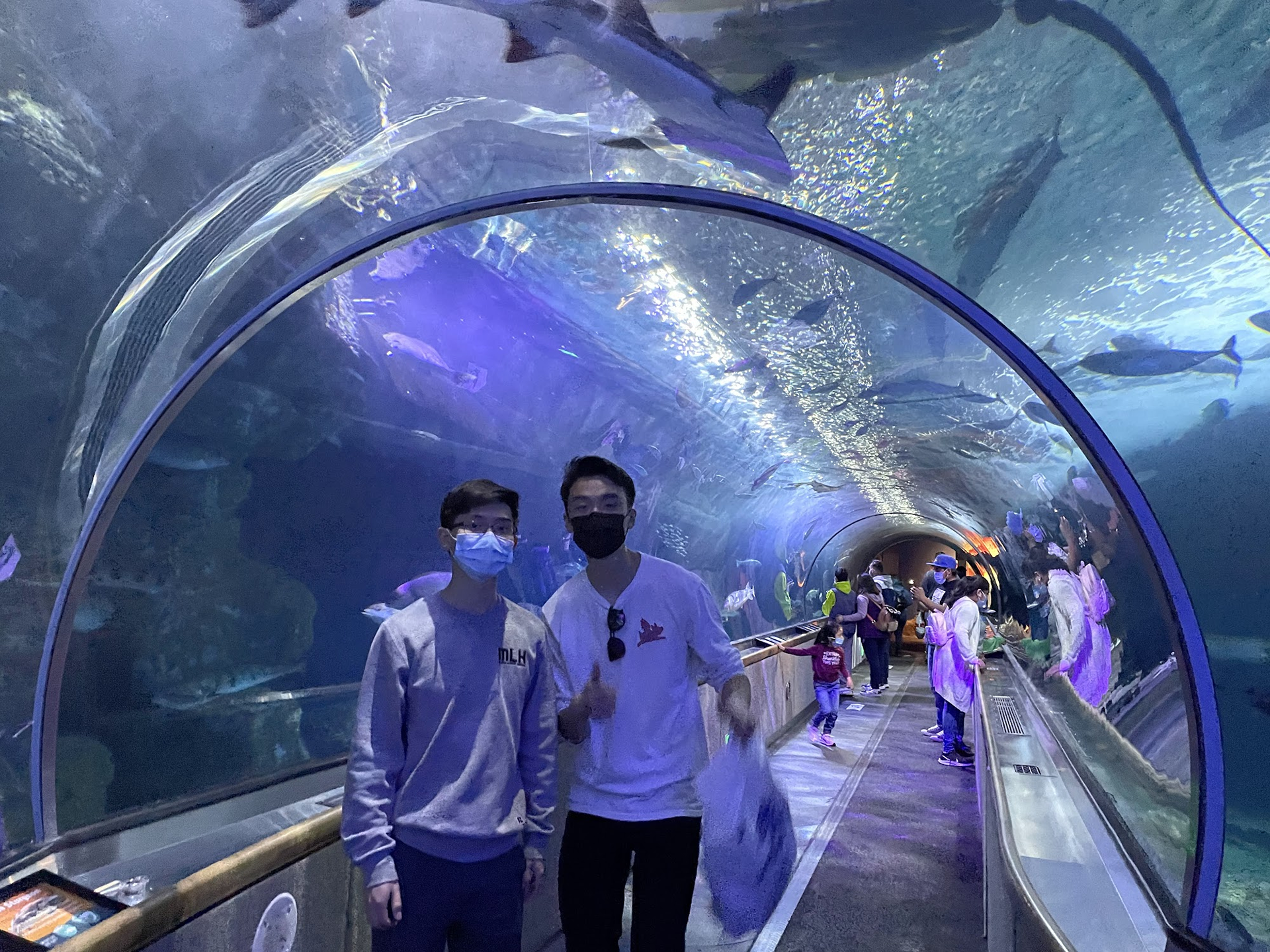 tunnel at the aquarium!