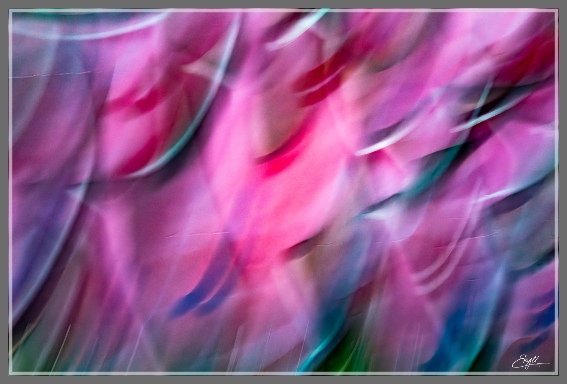 magenta fluctus
