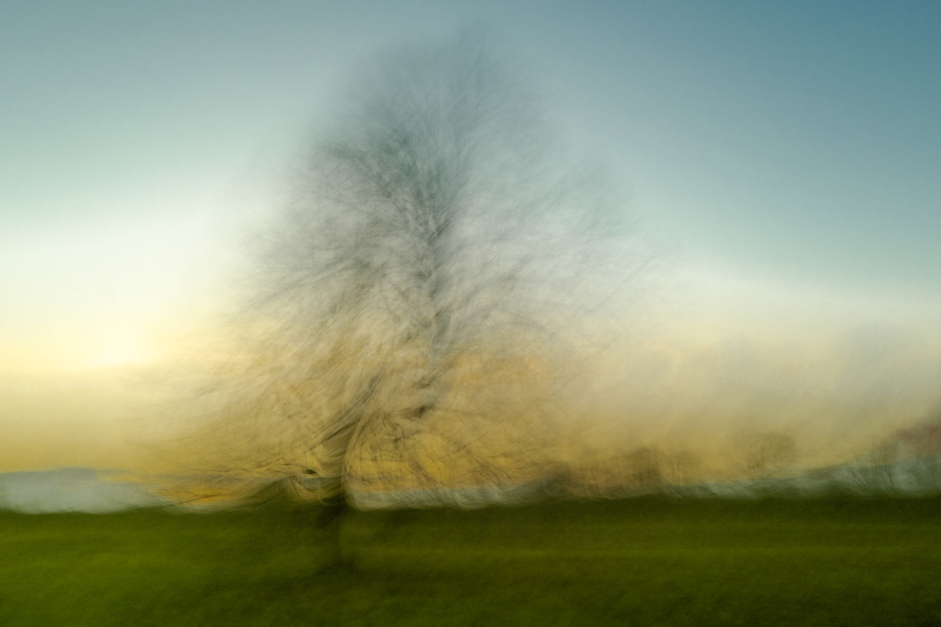 Mein Freund der Baum ICM