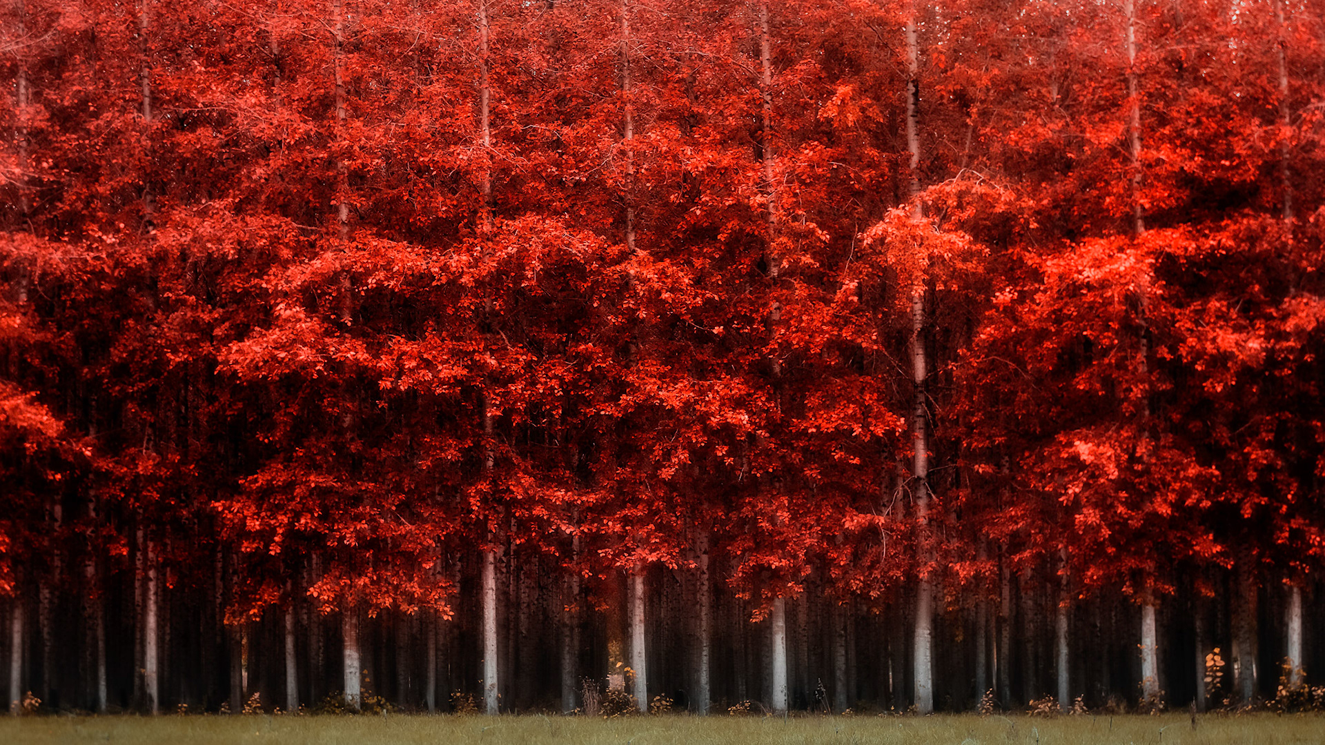Fire Trees