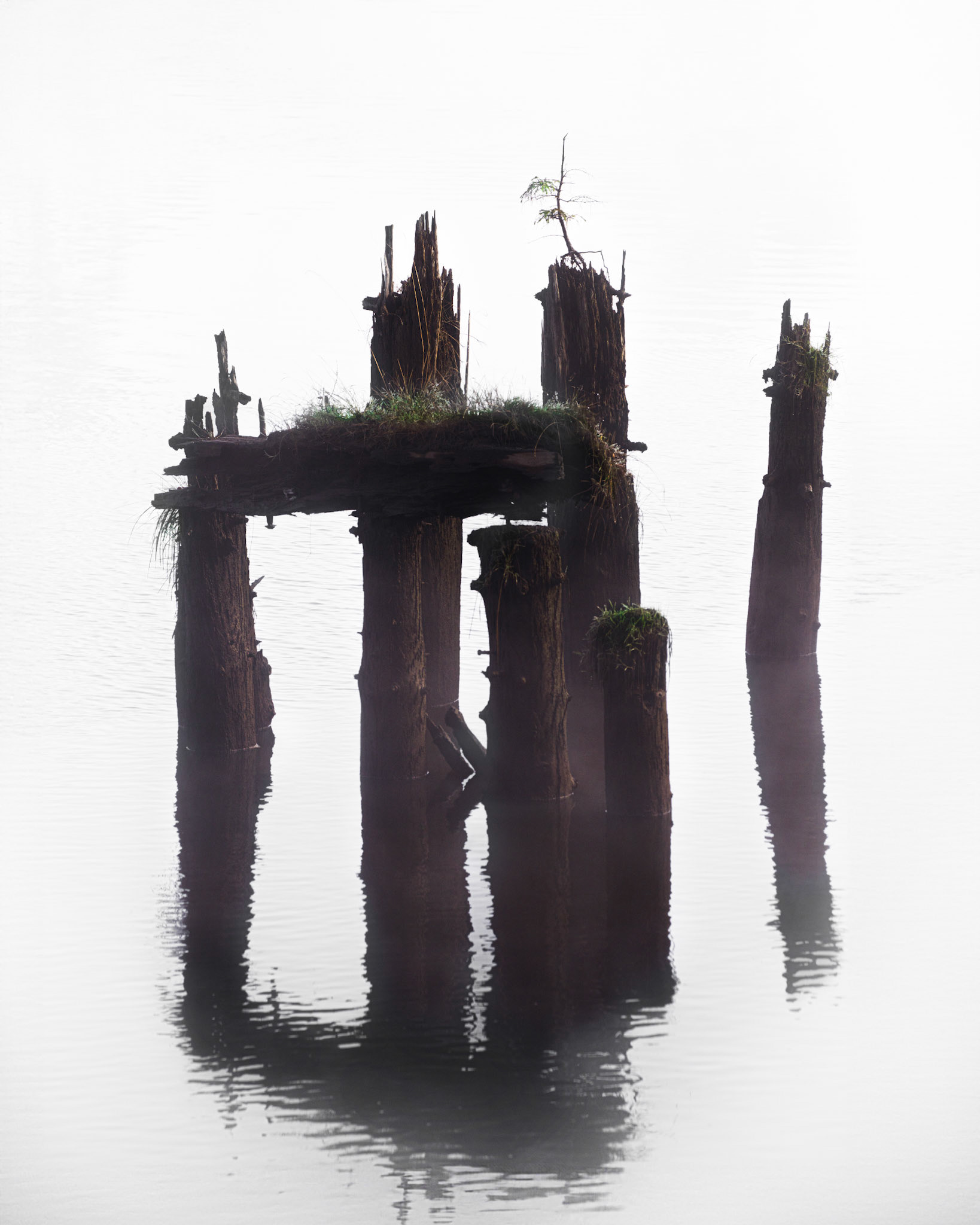 Bonsai
