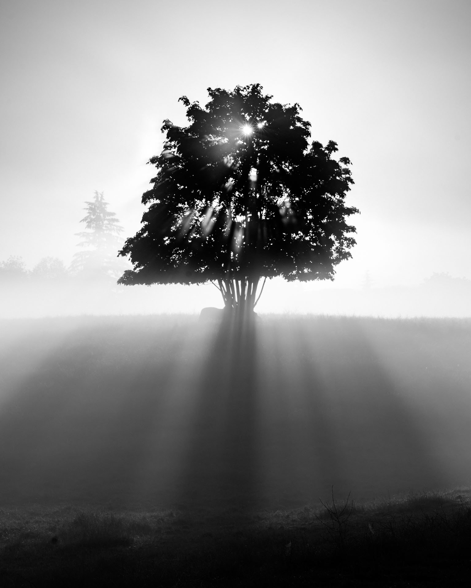 Lone Tree