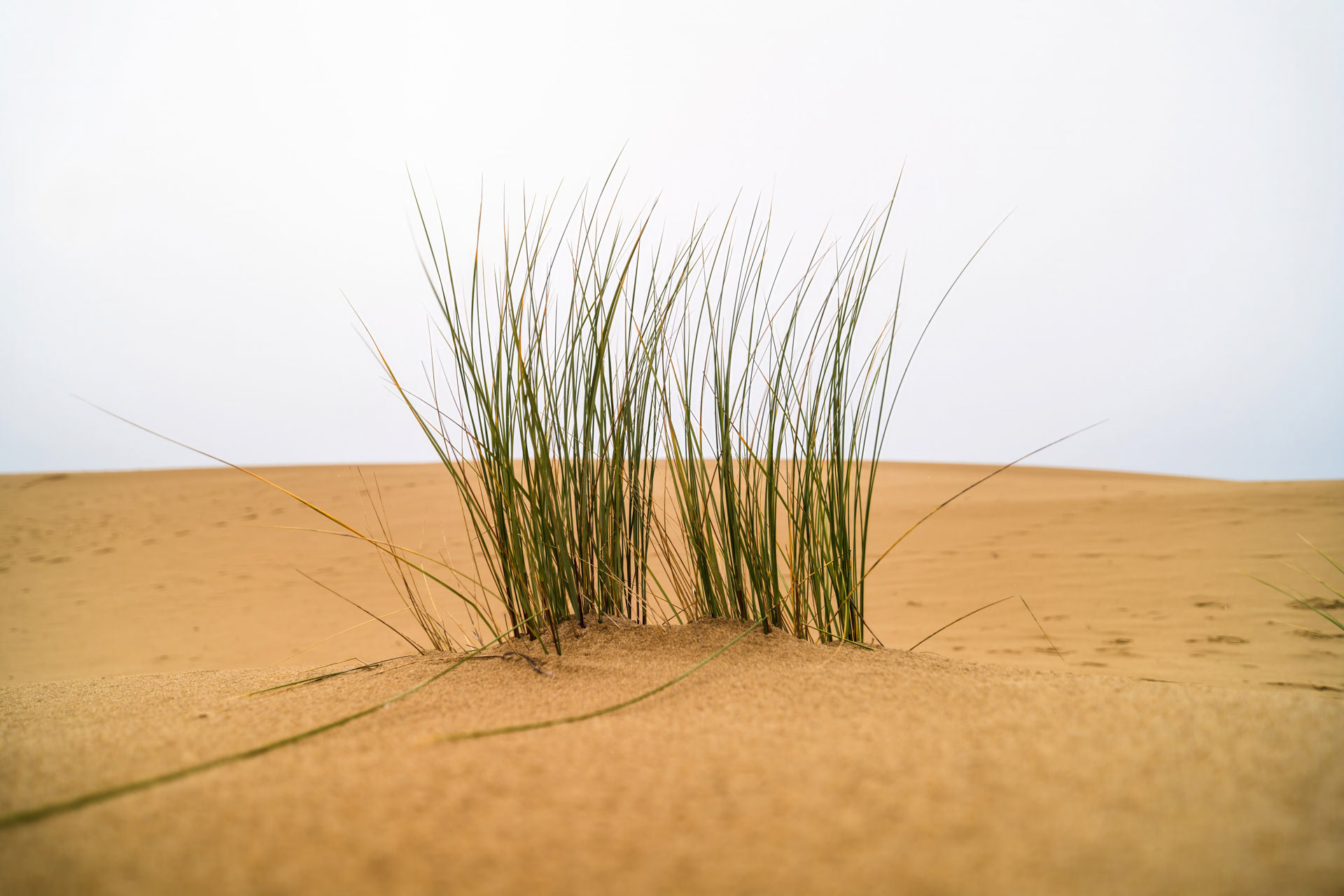 Dune