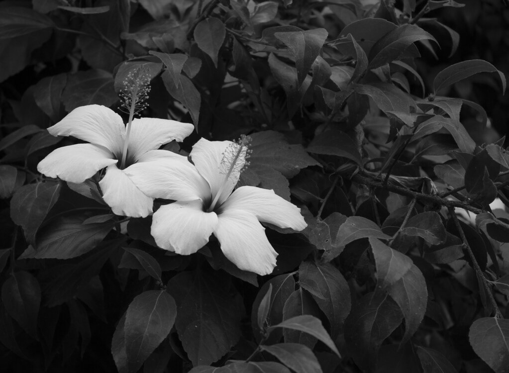 Contrast