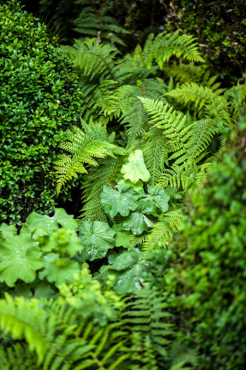 Jardin de l'Hôtel de Sénecterre, Paris • Florence Mercier Paysagiste