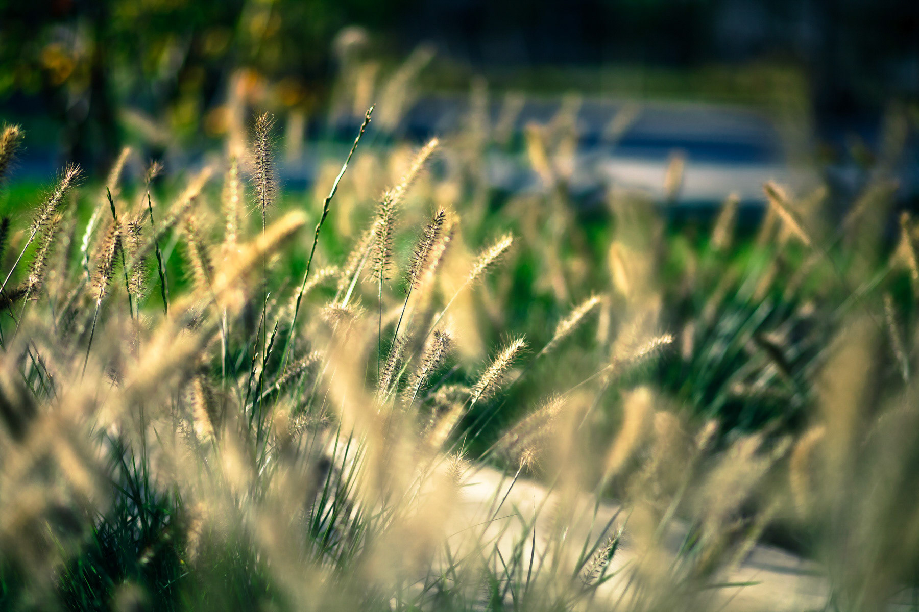 Parc Ampère, Massy • Florence Mercier Paysagiste