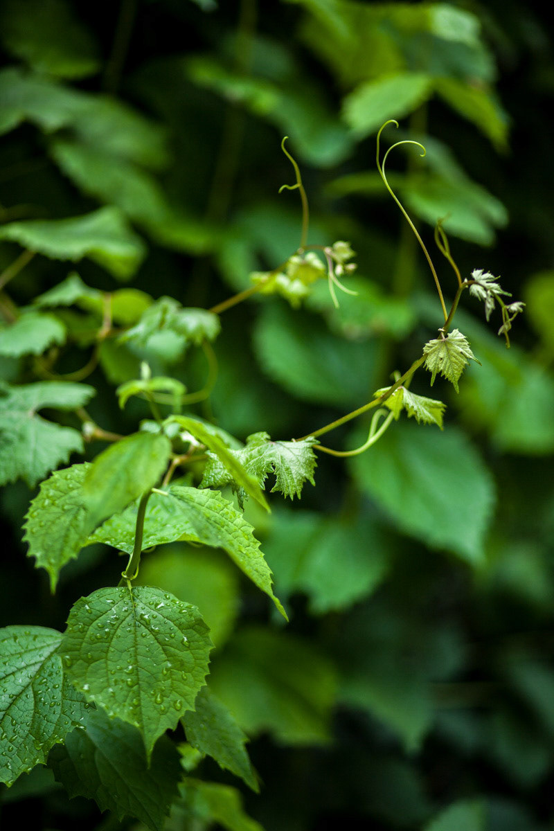 Jardin de l'Hôtel de Sénecterre, Paris • Florence Mercier Paysagiste