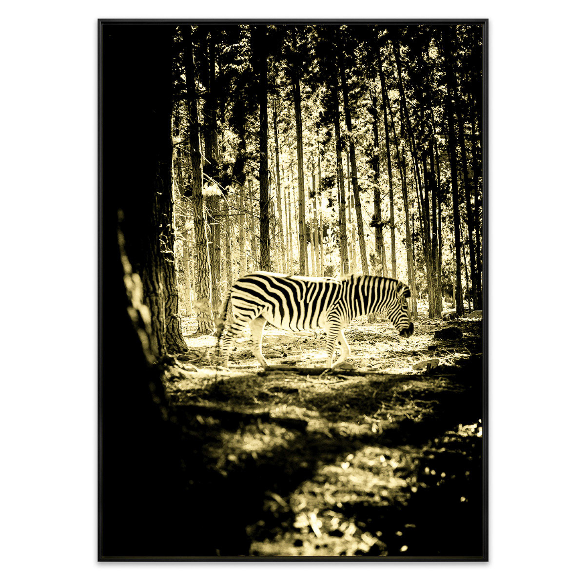 Zebra, Franschhoek, South Africa