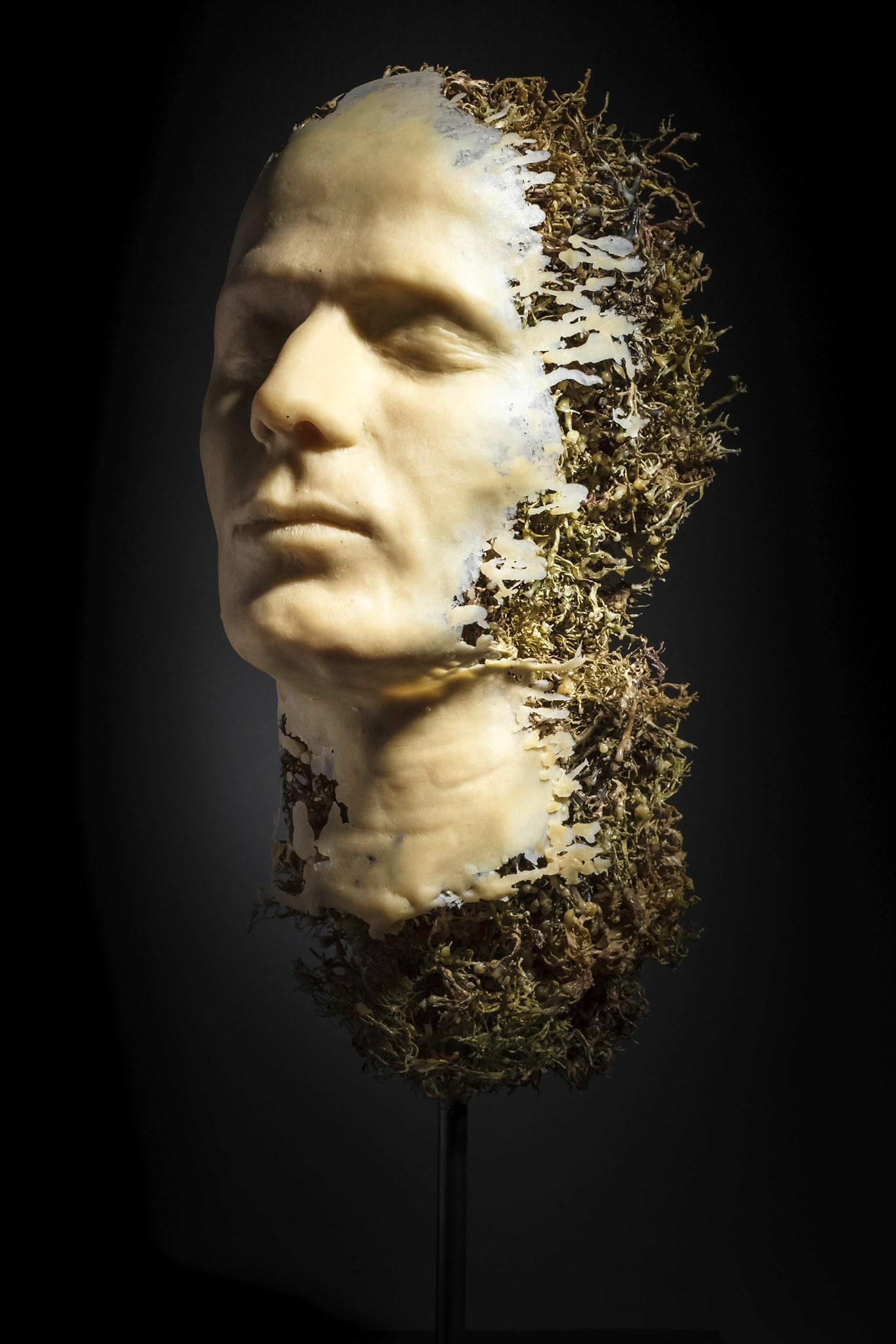 François Chaillou • Usnea 5