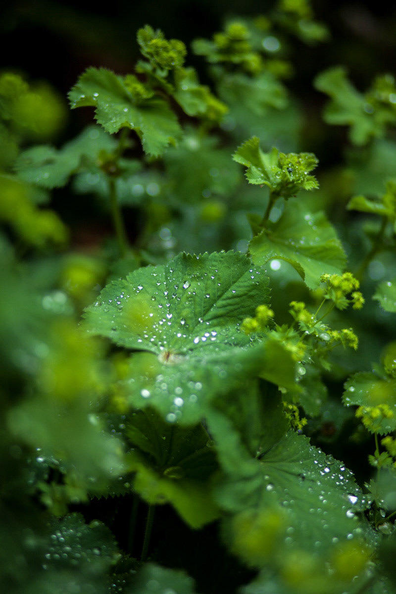 Jardin de l'Hôtel de Sénecterre, Paris • Florence Mercier Paysagiste