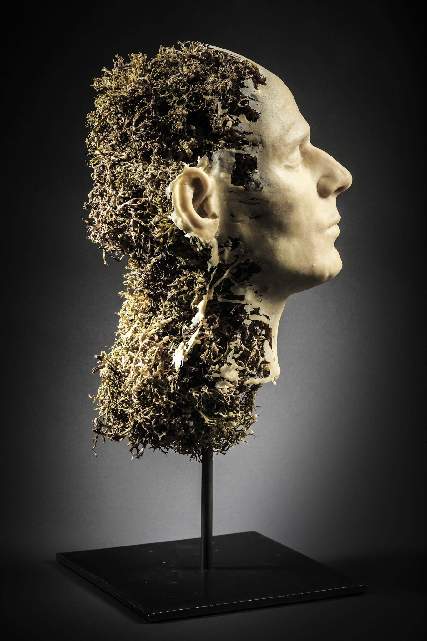 François Chaillou • Usnea 5