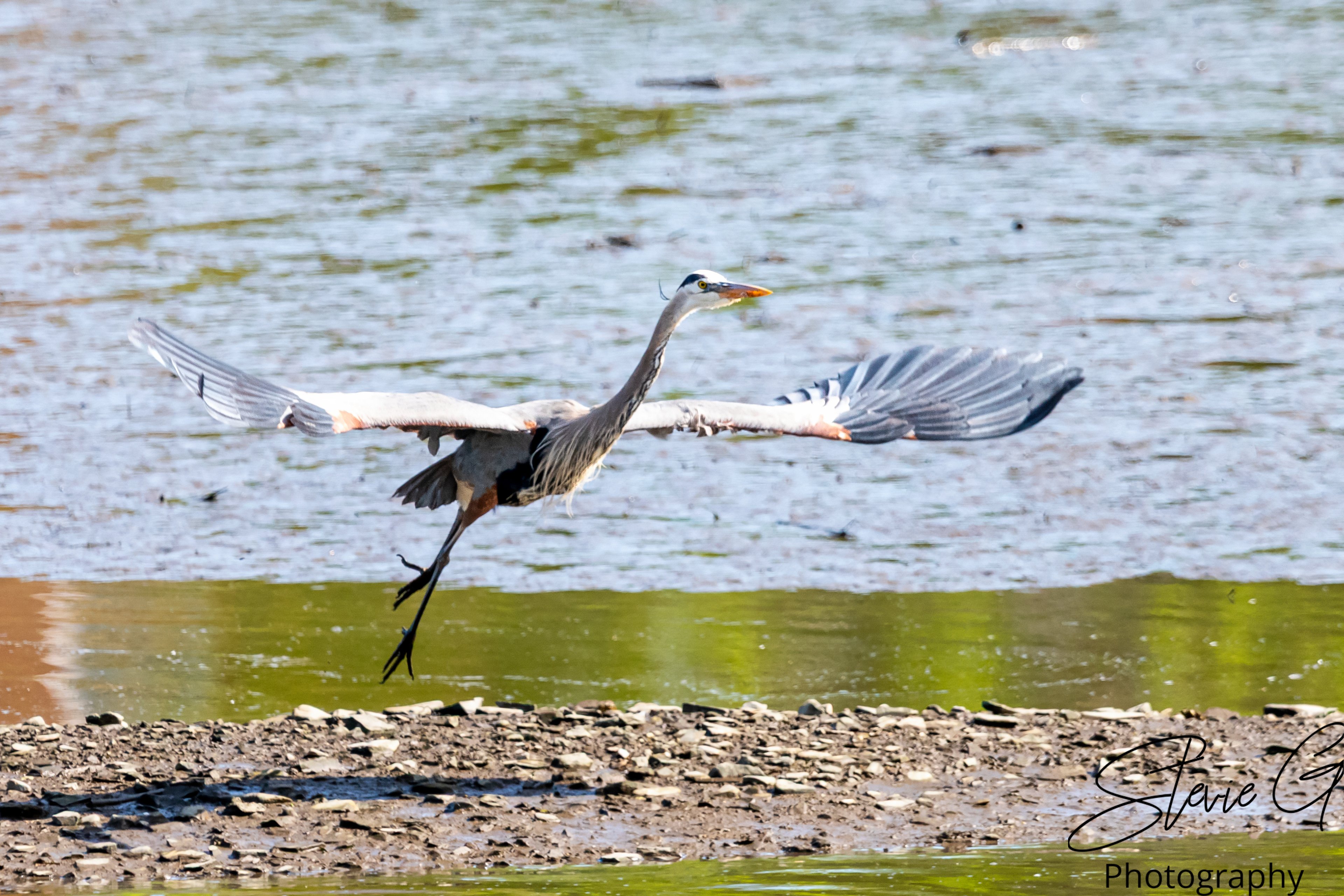 Great Blue Heron