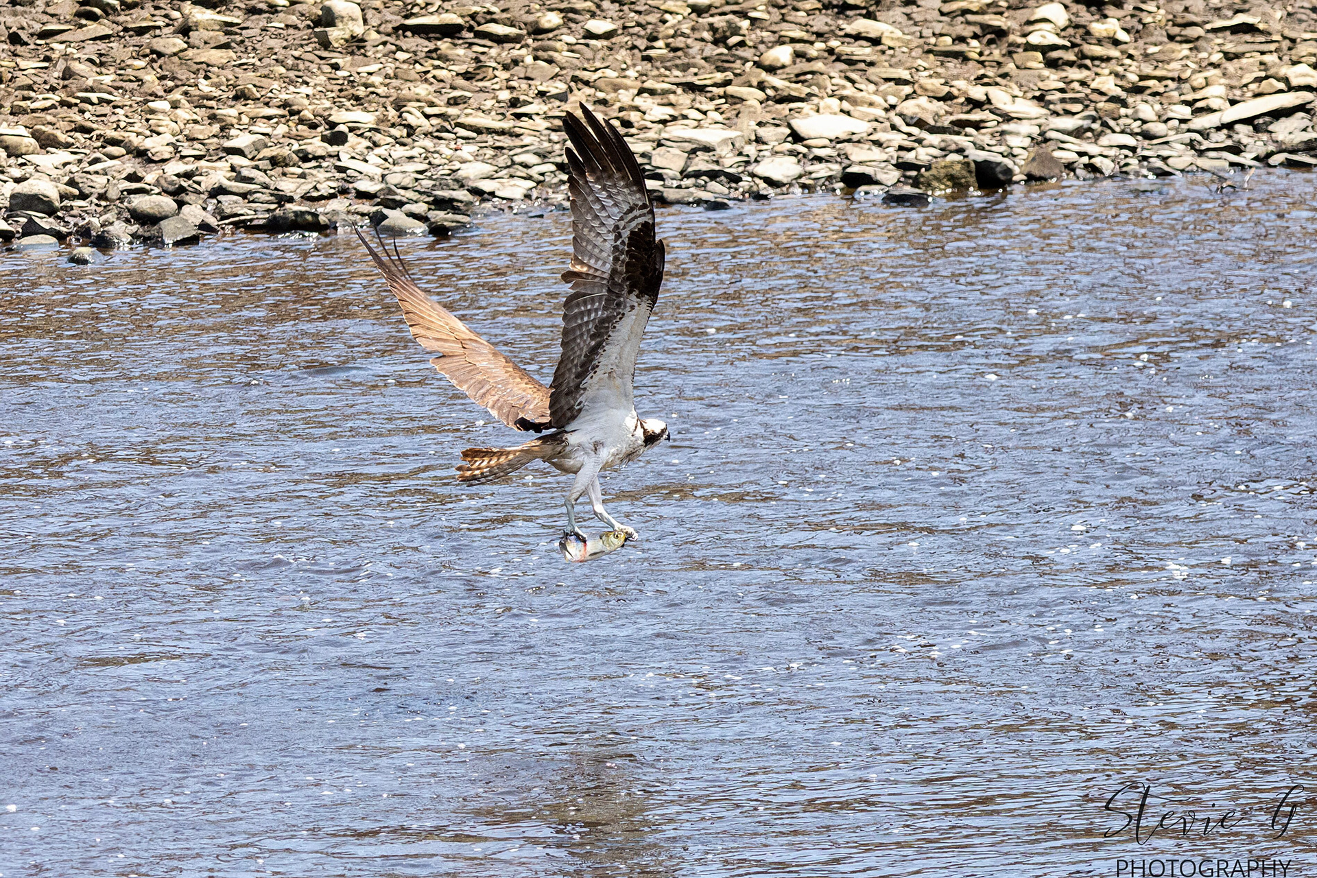 Osprey - Southern N.H.