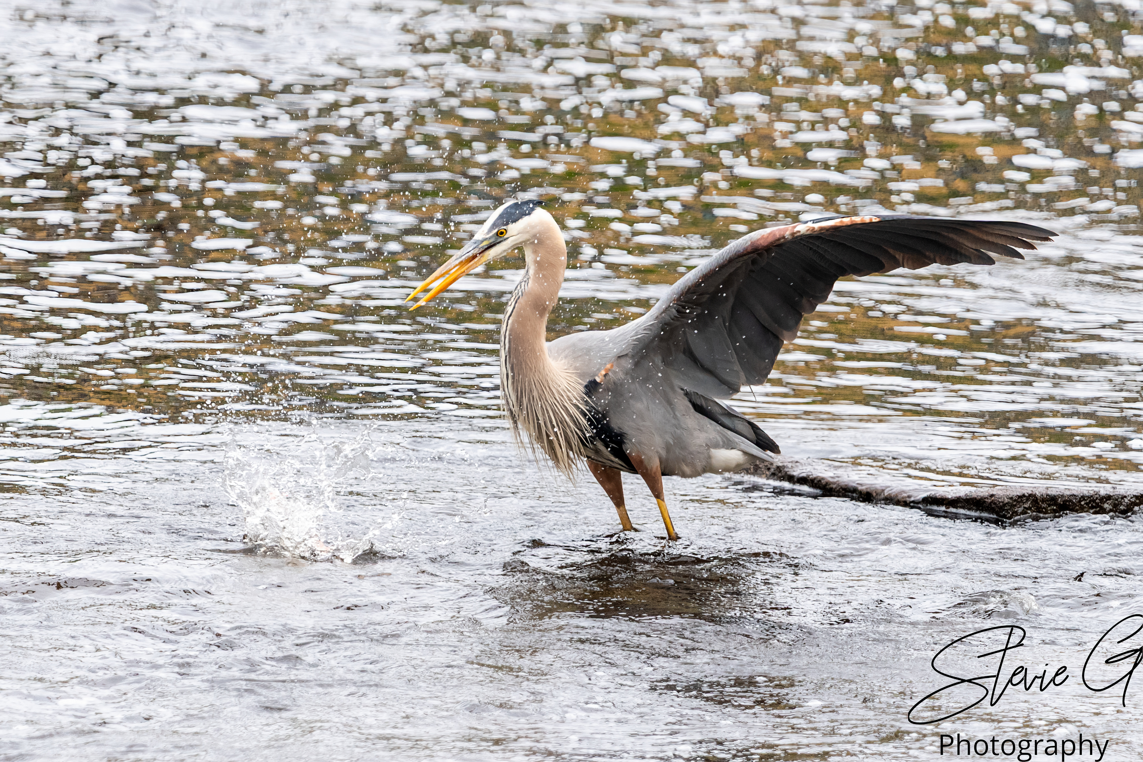 Blue Heron