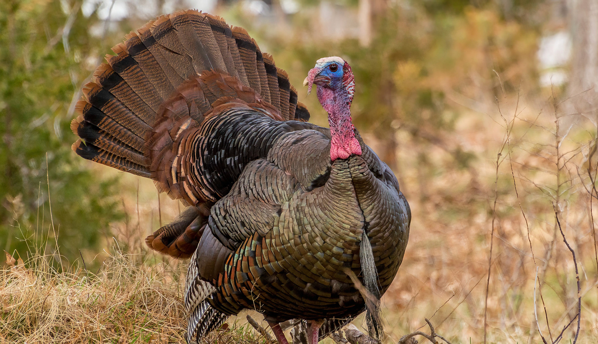 Turkey at Odiorne State Park Rye N.H.