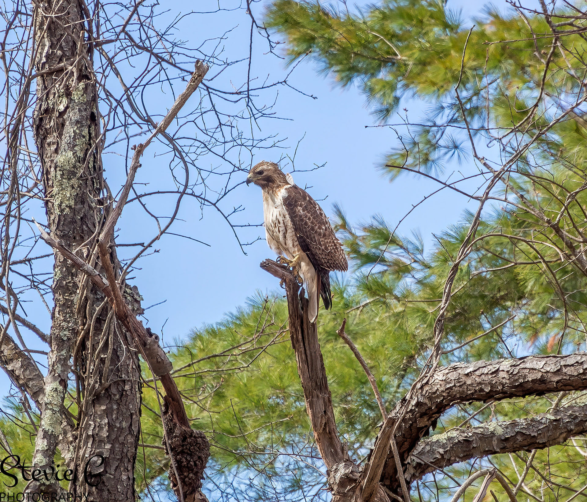 Redtail Hawk at Odiorne state park