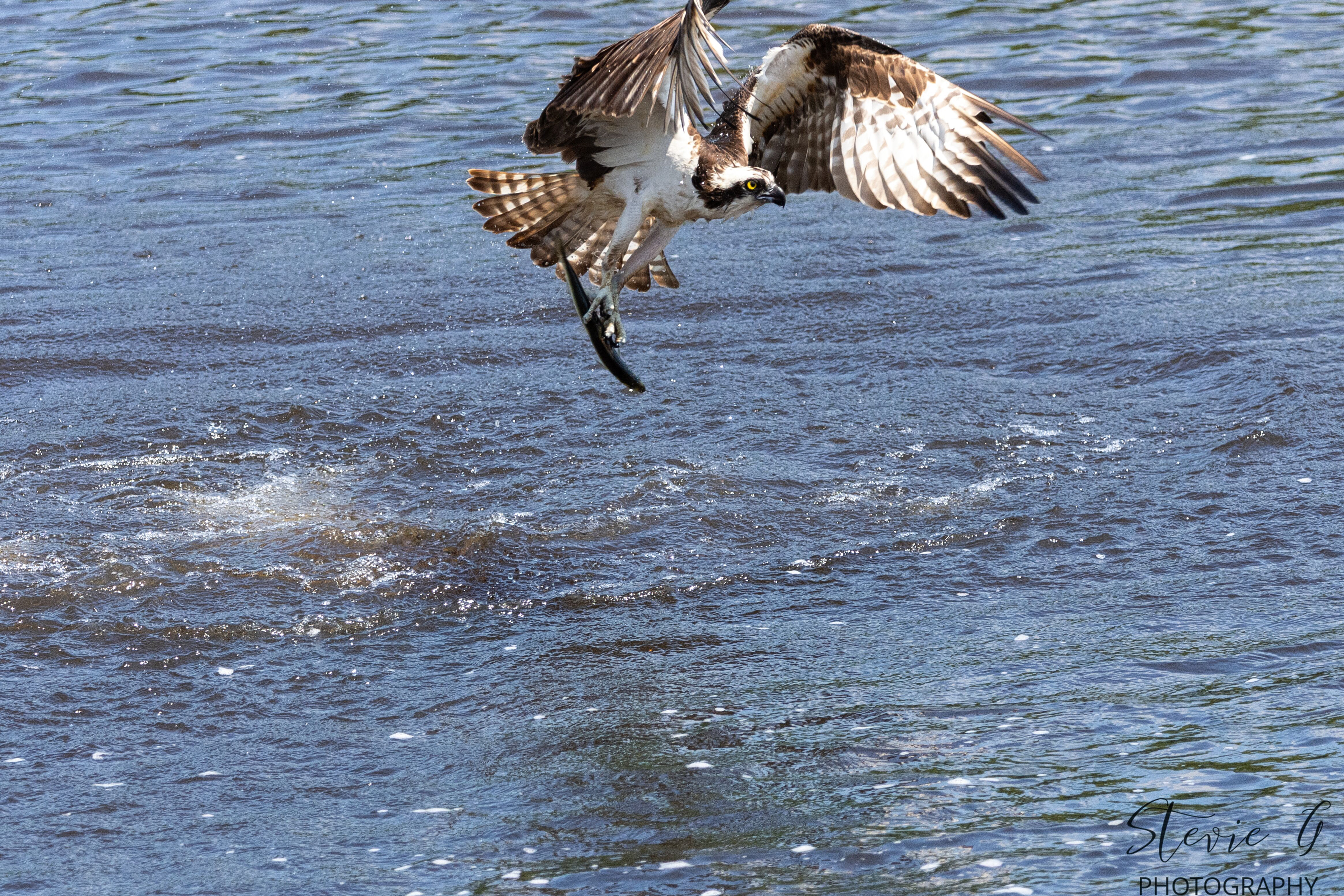 Osprey - Southern N.H.