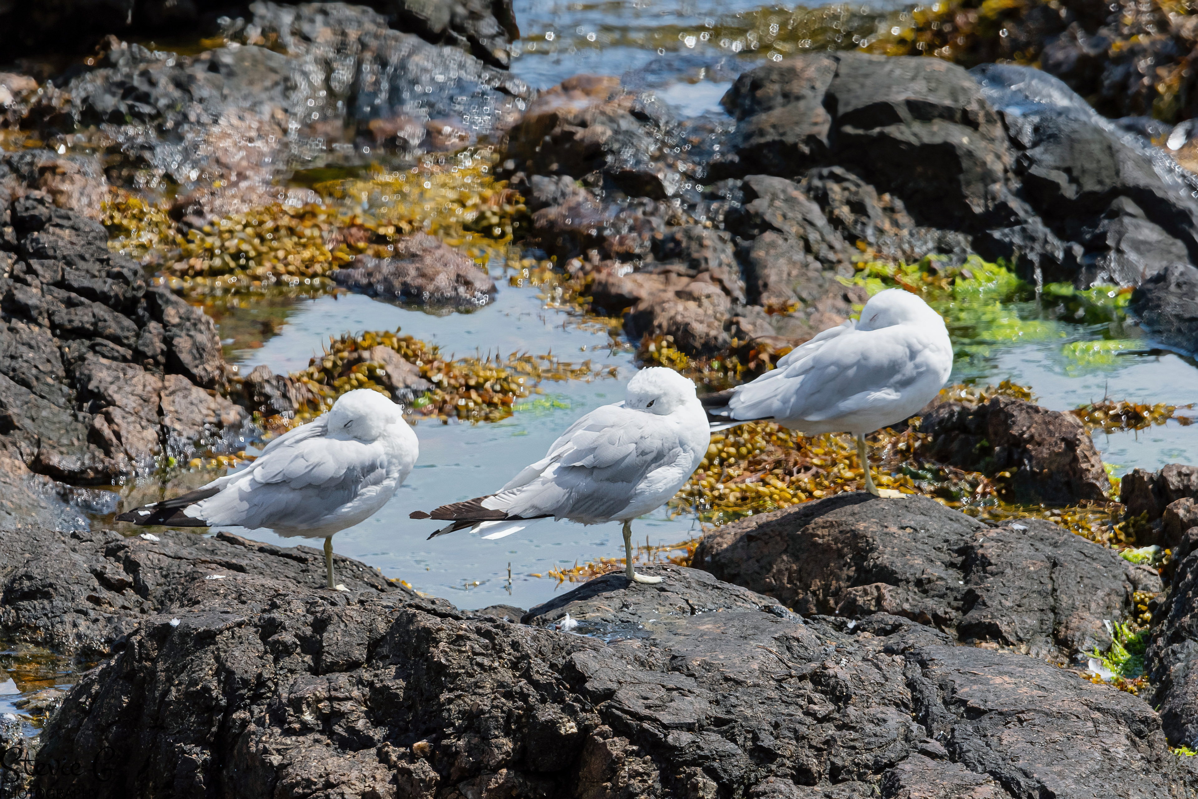 Juvenile Seagulls Odiorne state park