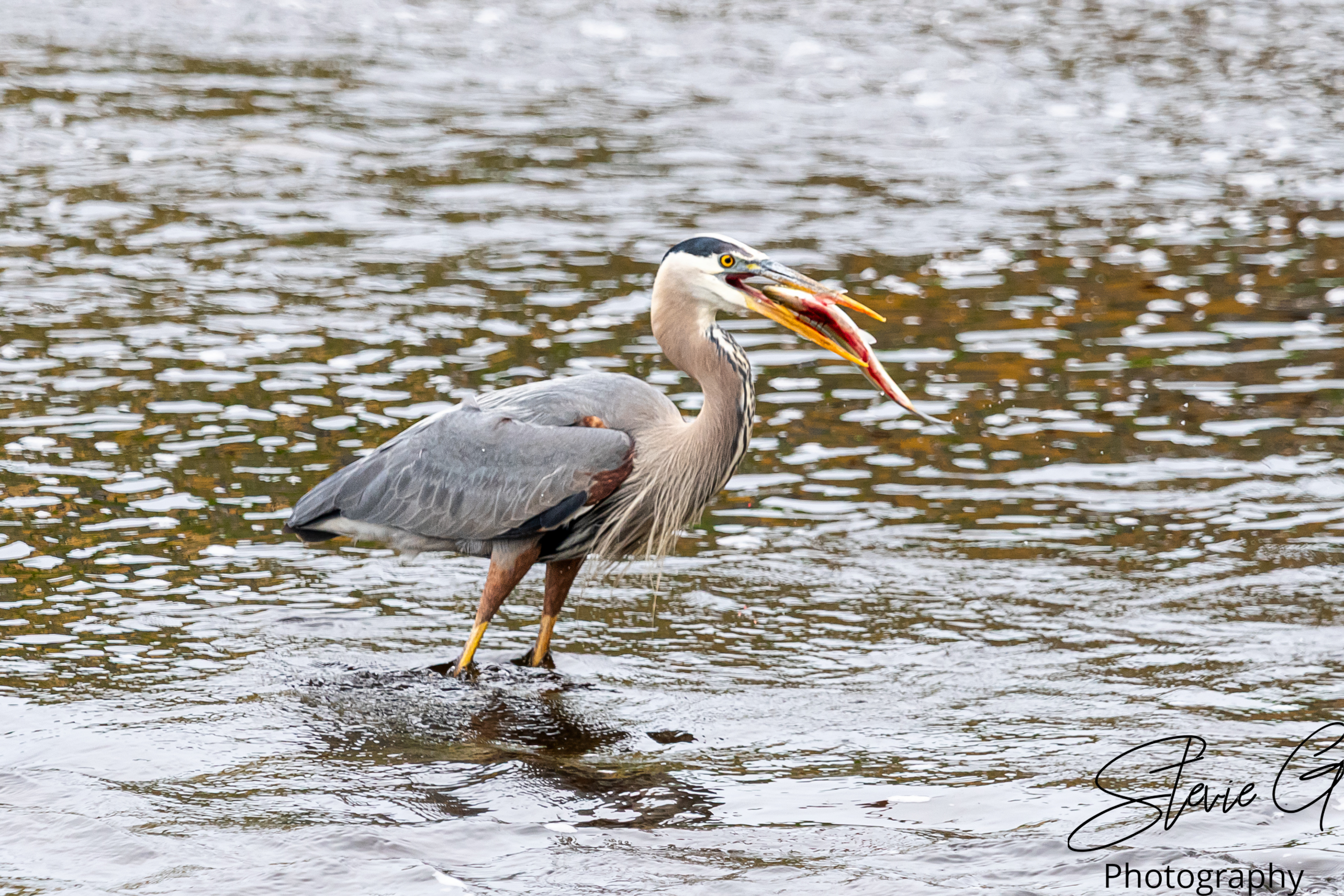 Blue Heron