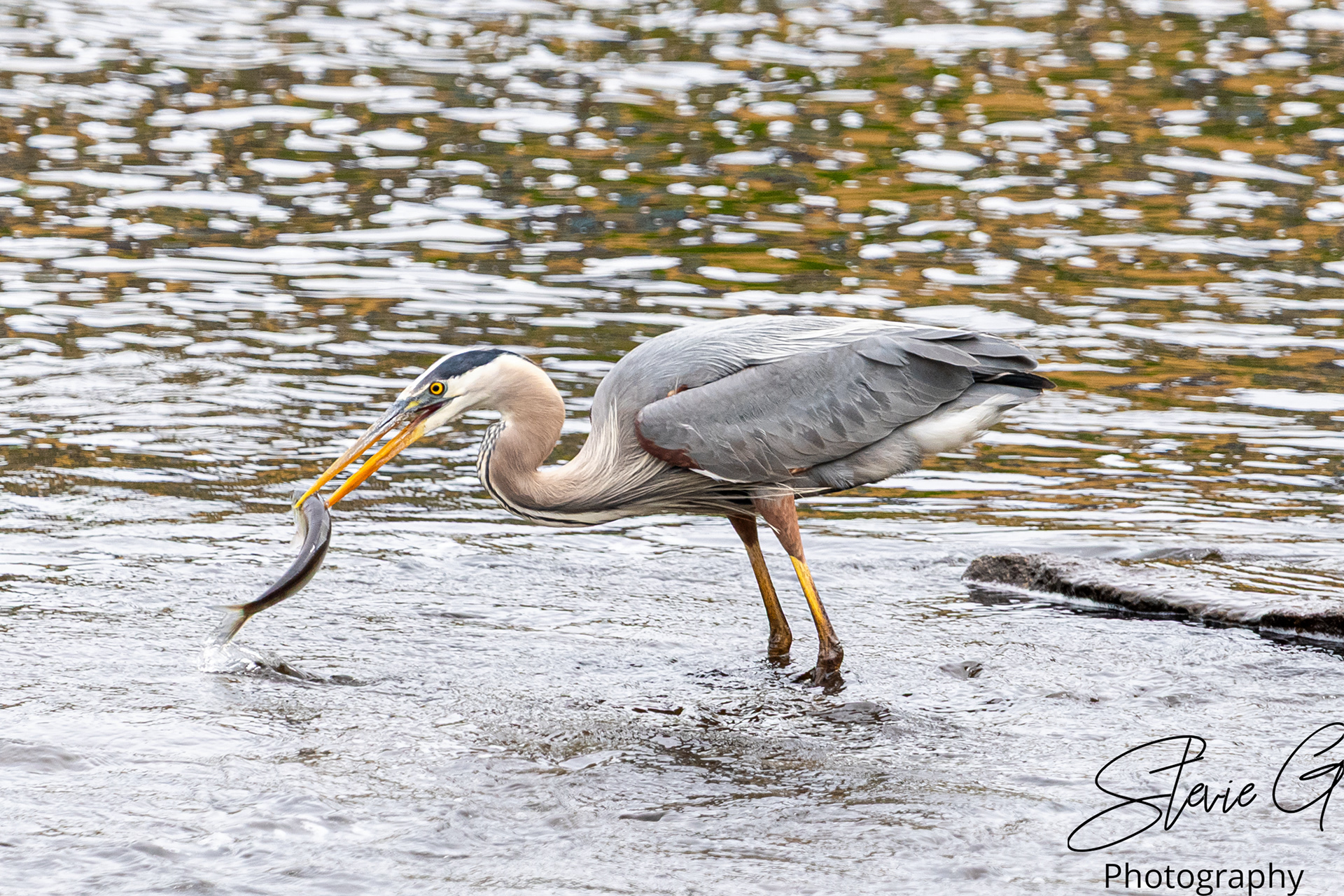 Blue Heron