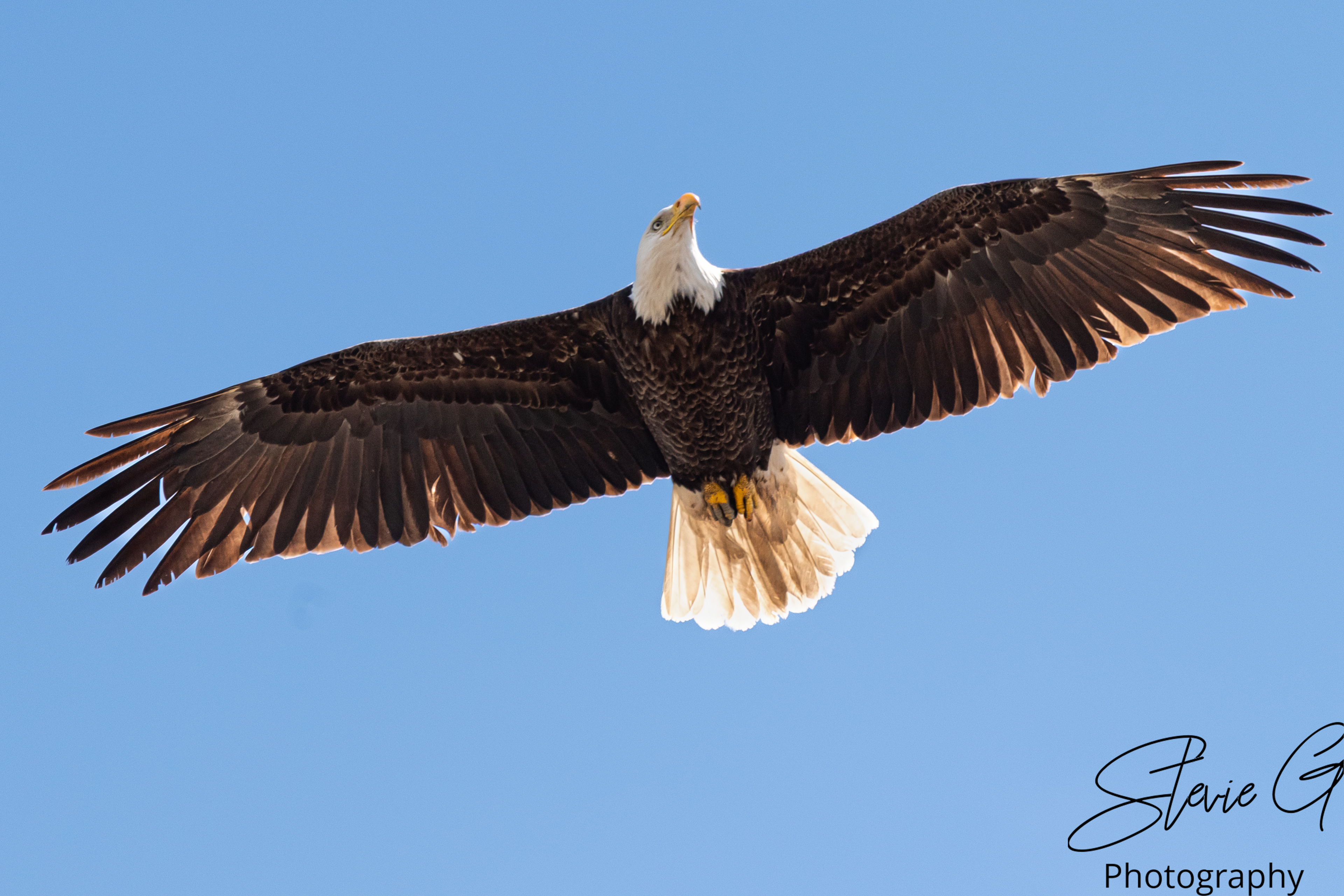 Eagle