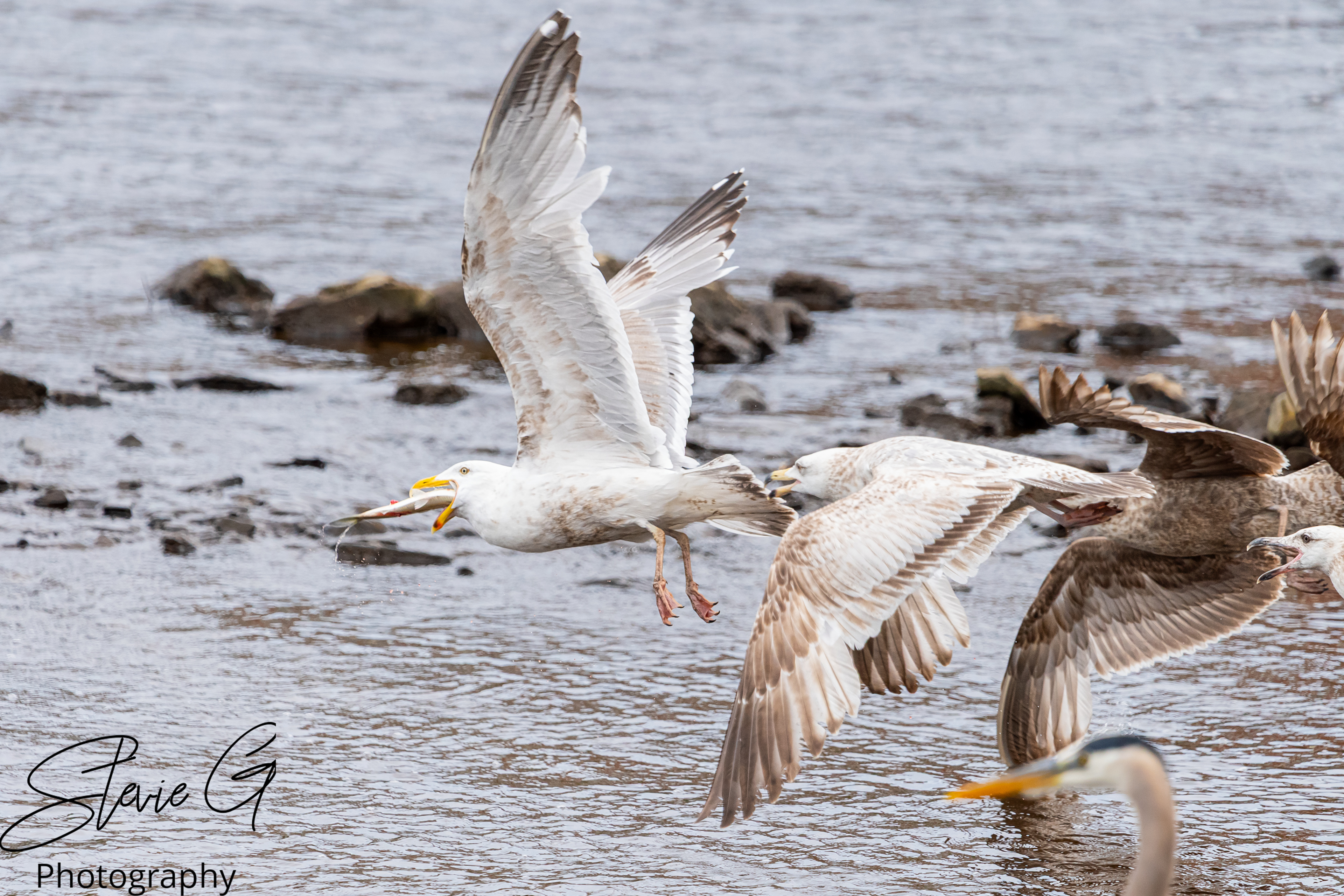 Gulls
