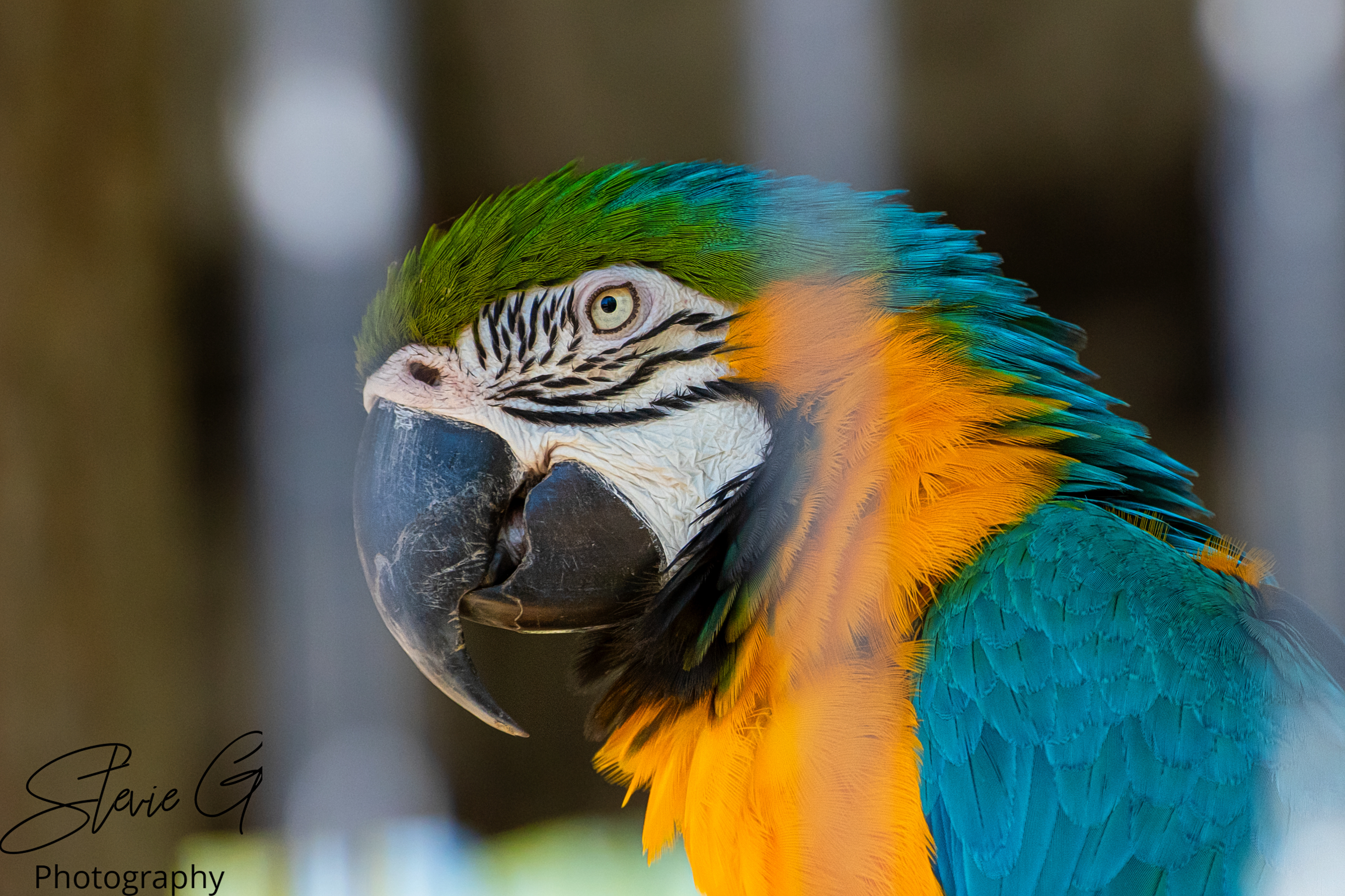 blue-and-yellow macaw