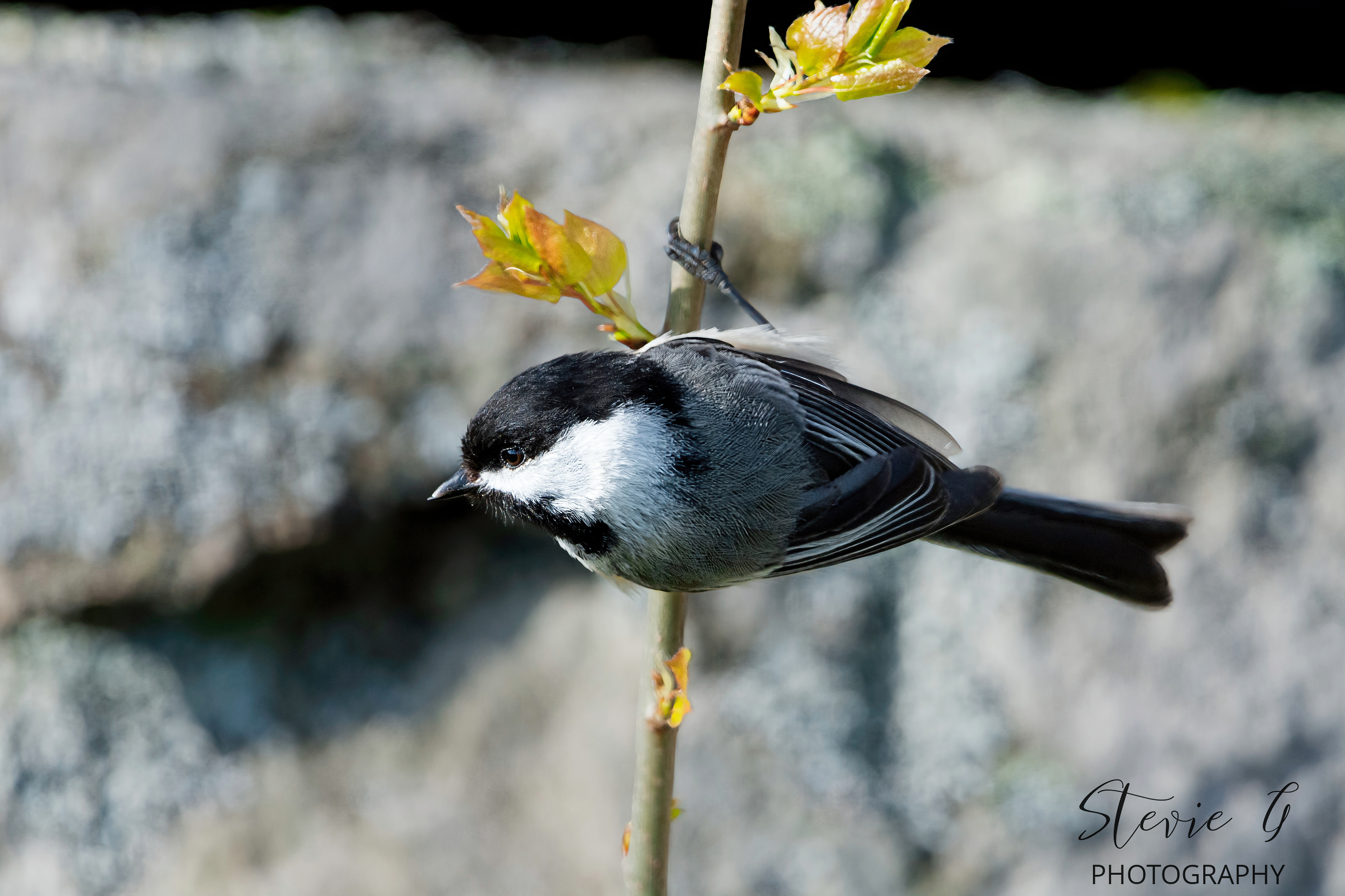  Black-capped chickadee