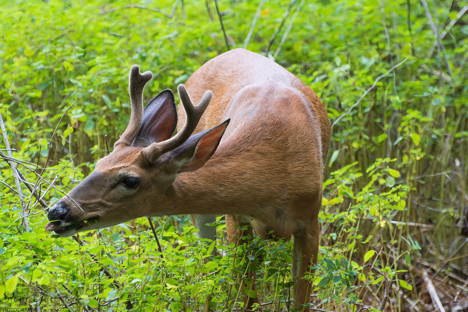 Whietail buck at Odiorne state park
