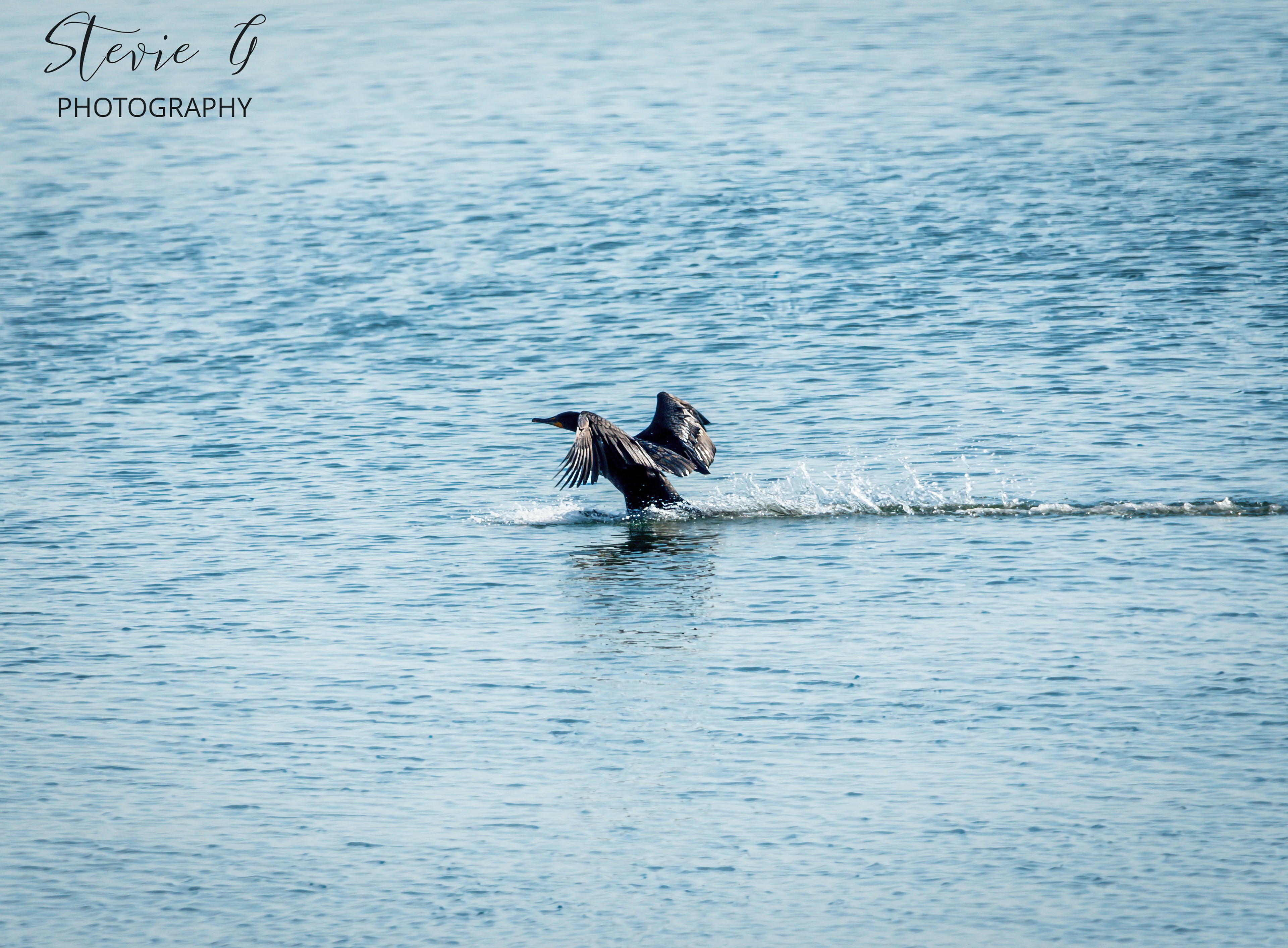 Cormorant - Odiorne State Park