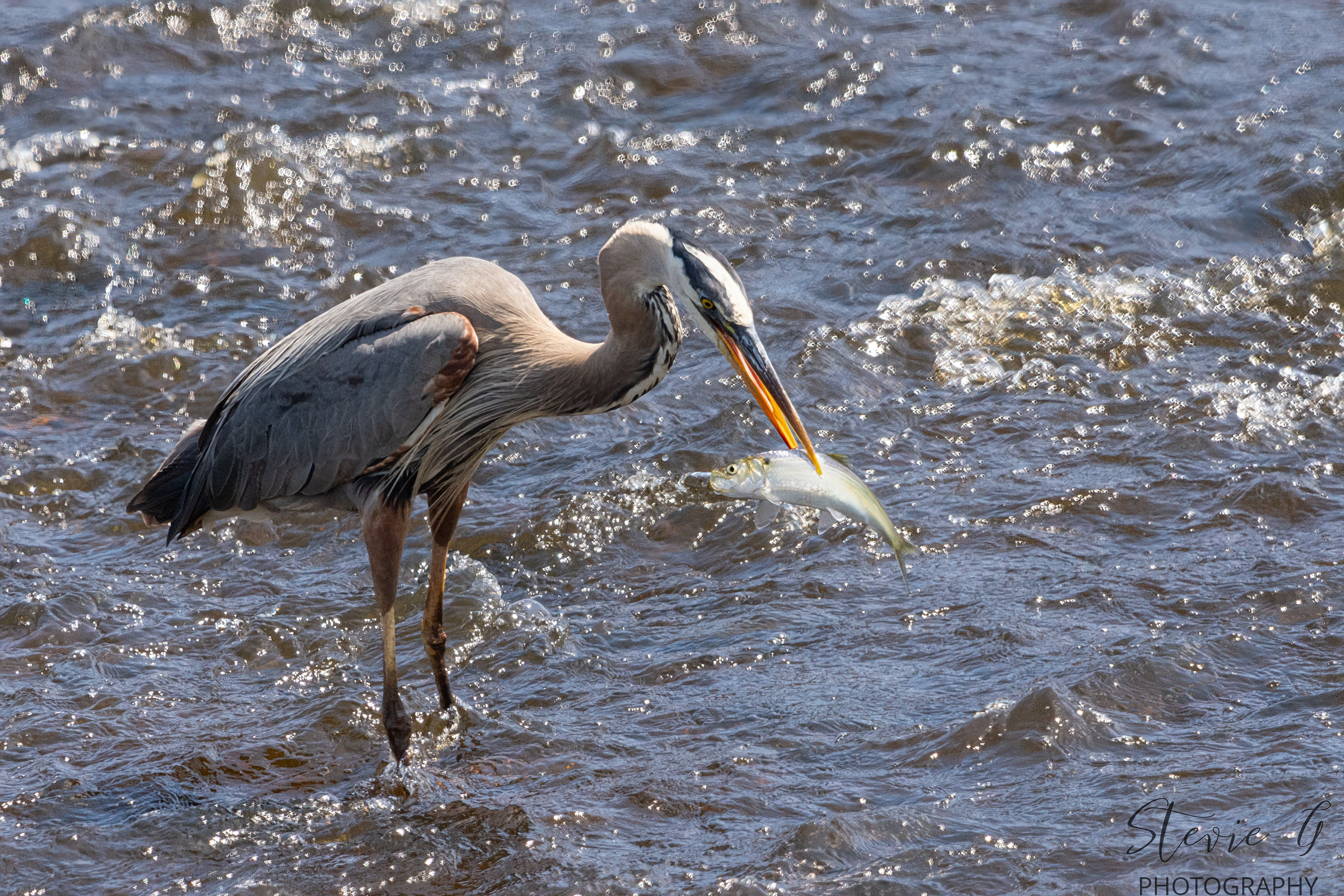 Great Blue Heron