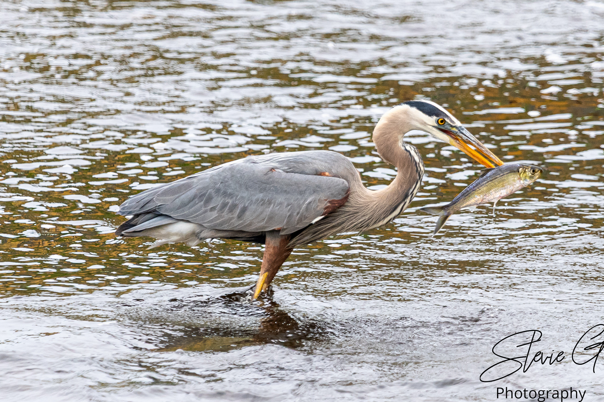 Blue Heron
