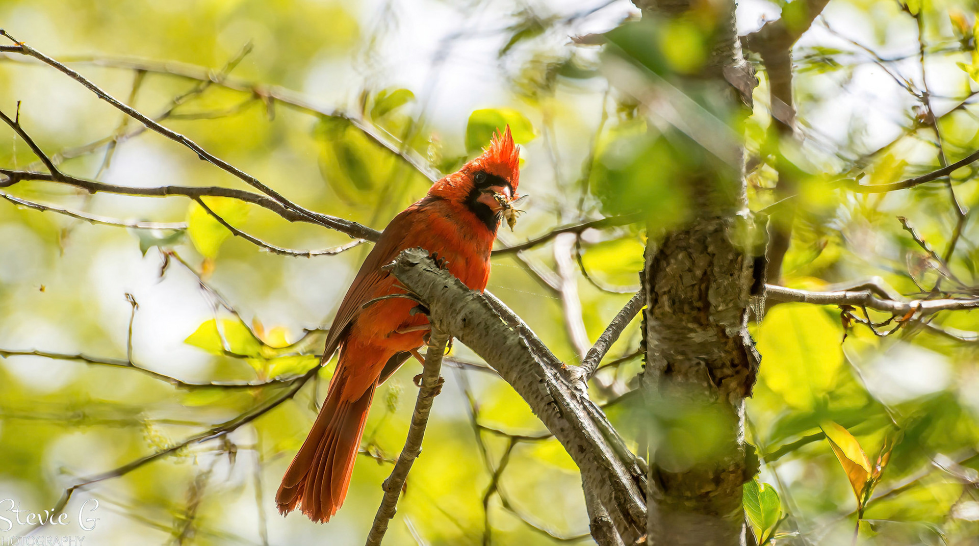 Cardinal at Odiorne state park
