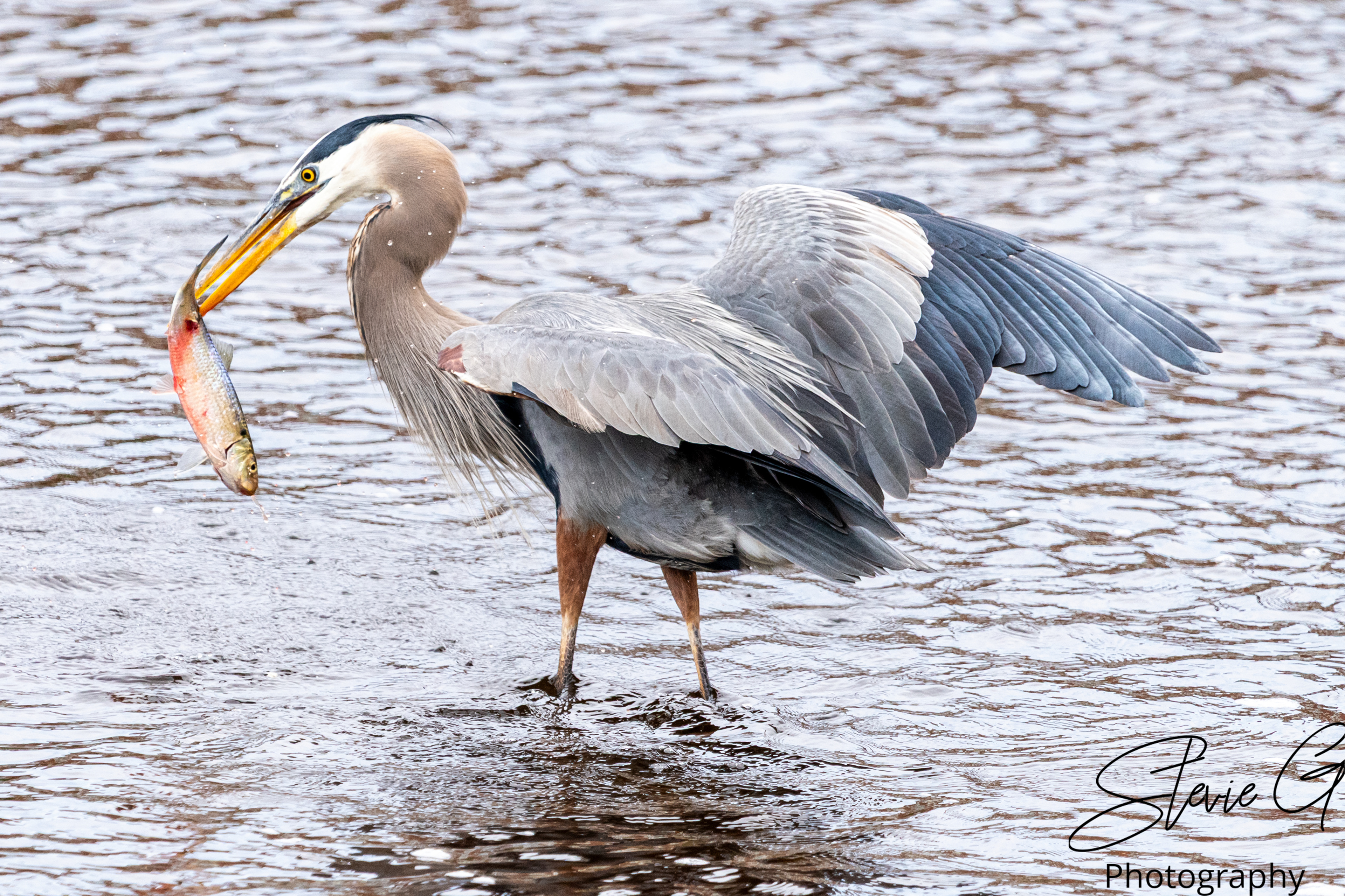 Blue Heron