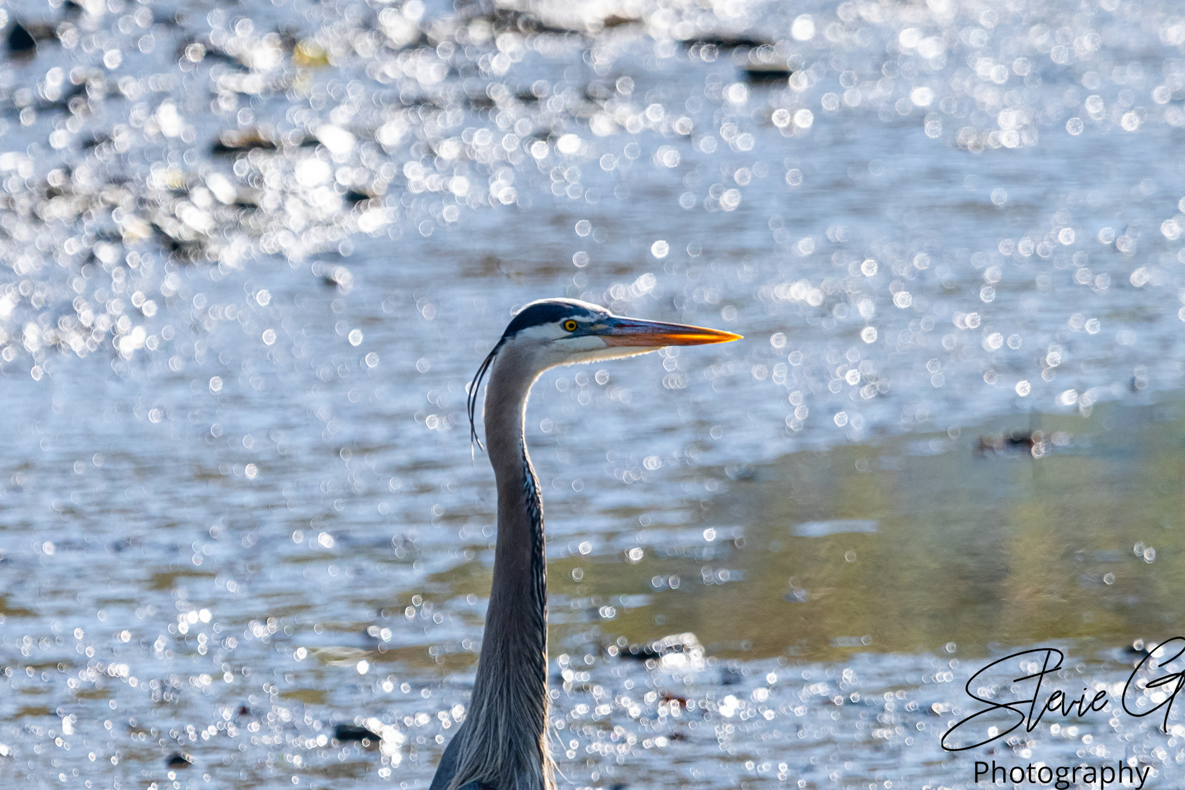 Great Blue Heron