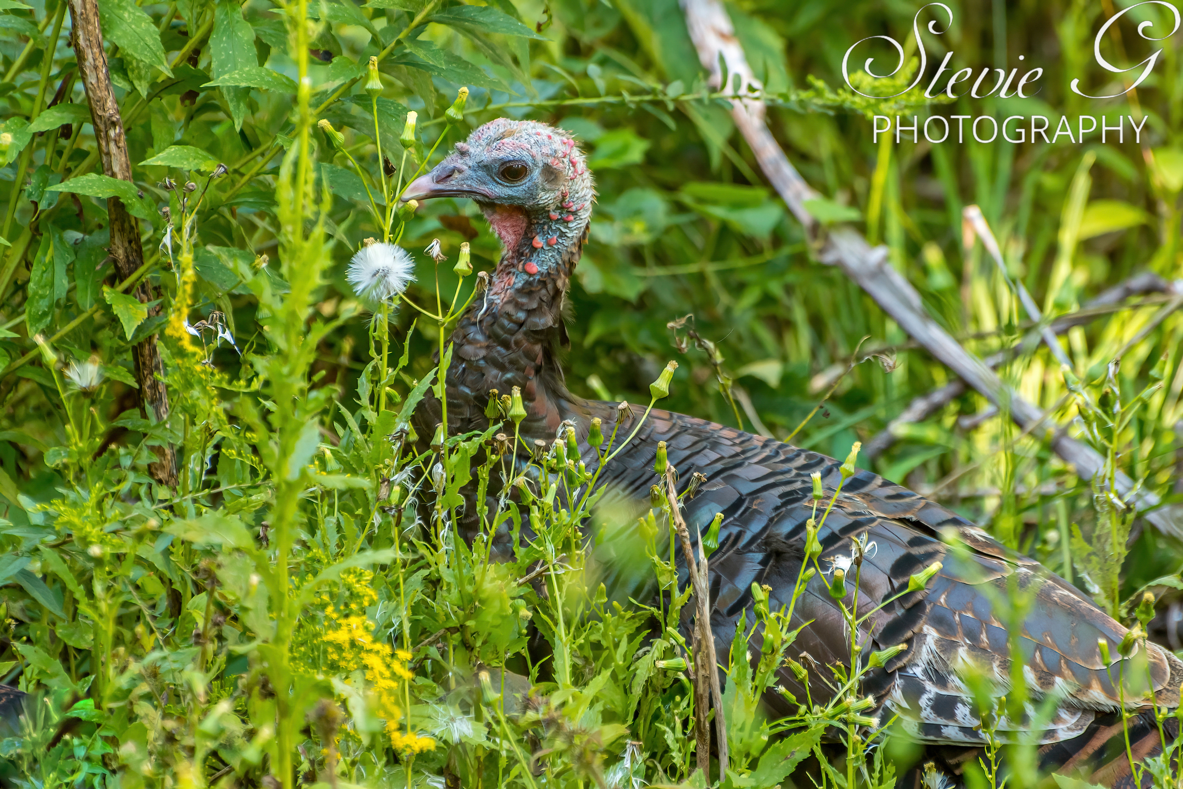 Turkey Odiorne State Park