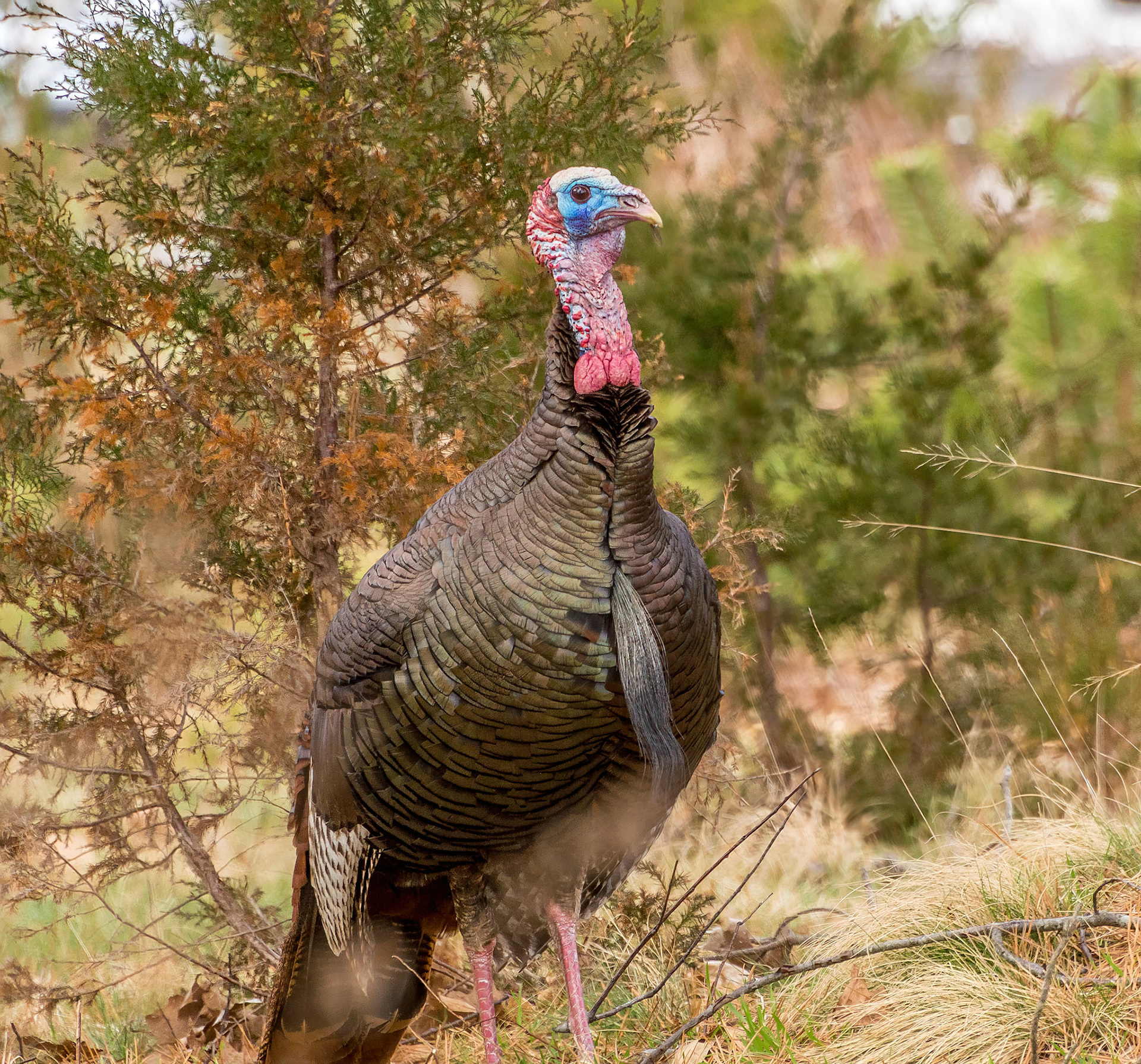 Turkey at Odiorne State Park Rye N.H.