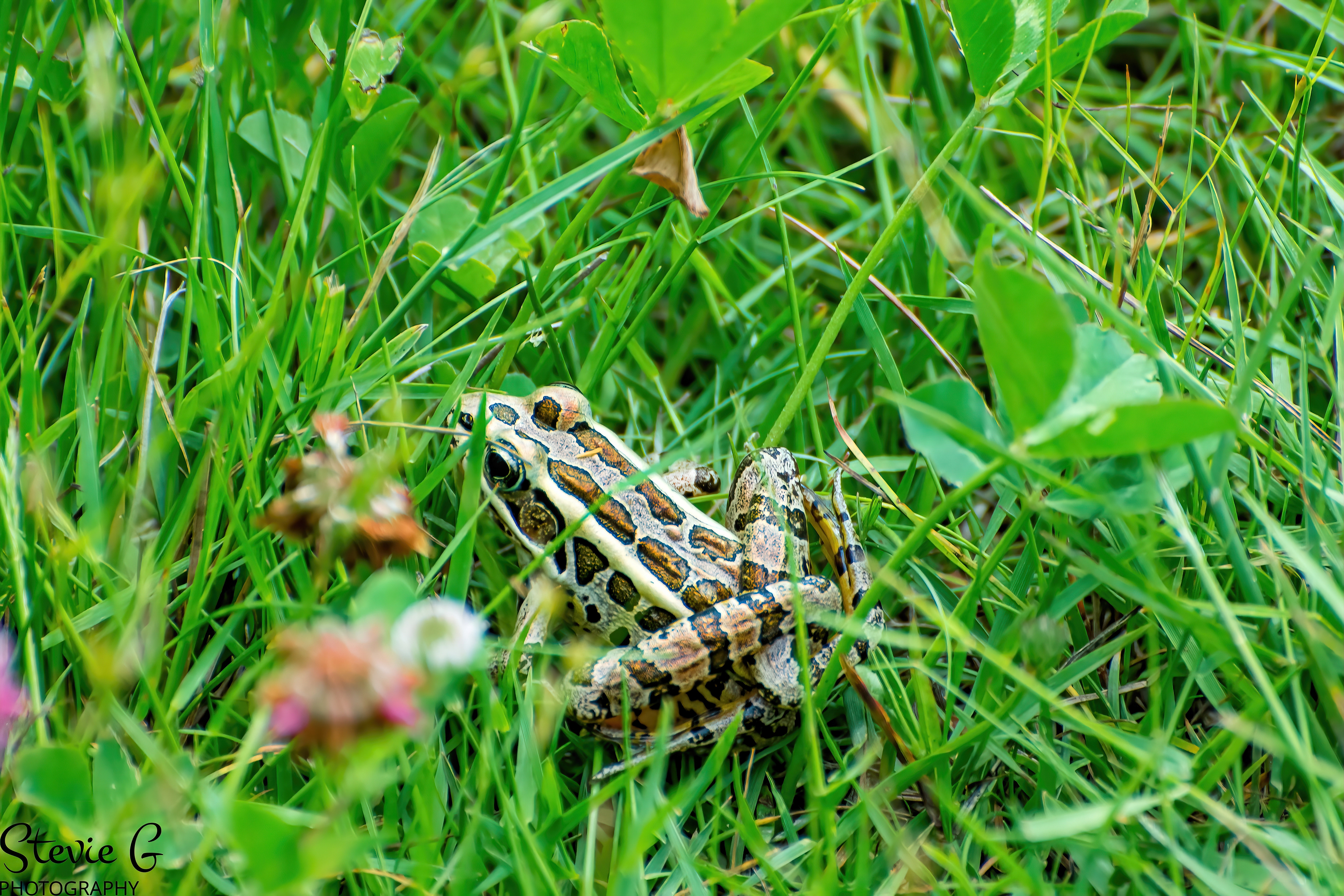 Leopard Frog 