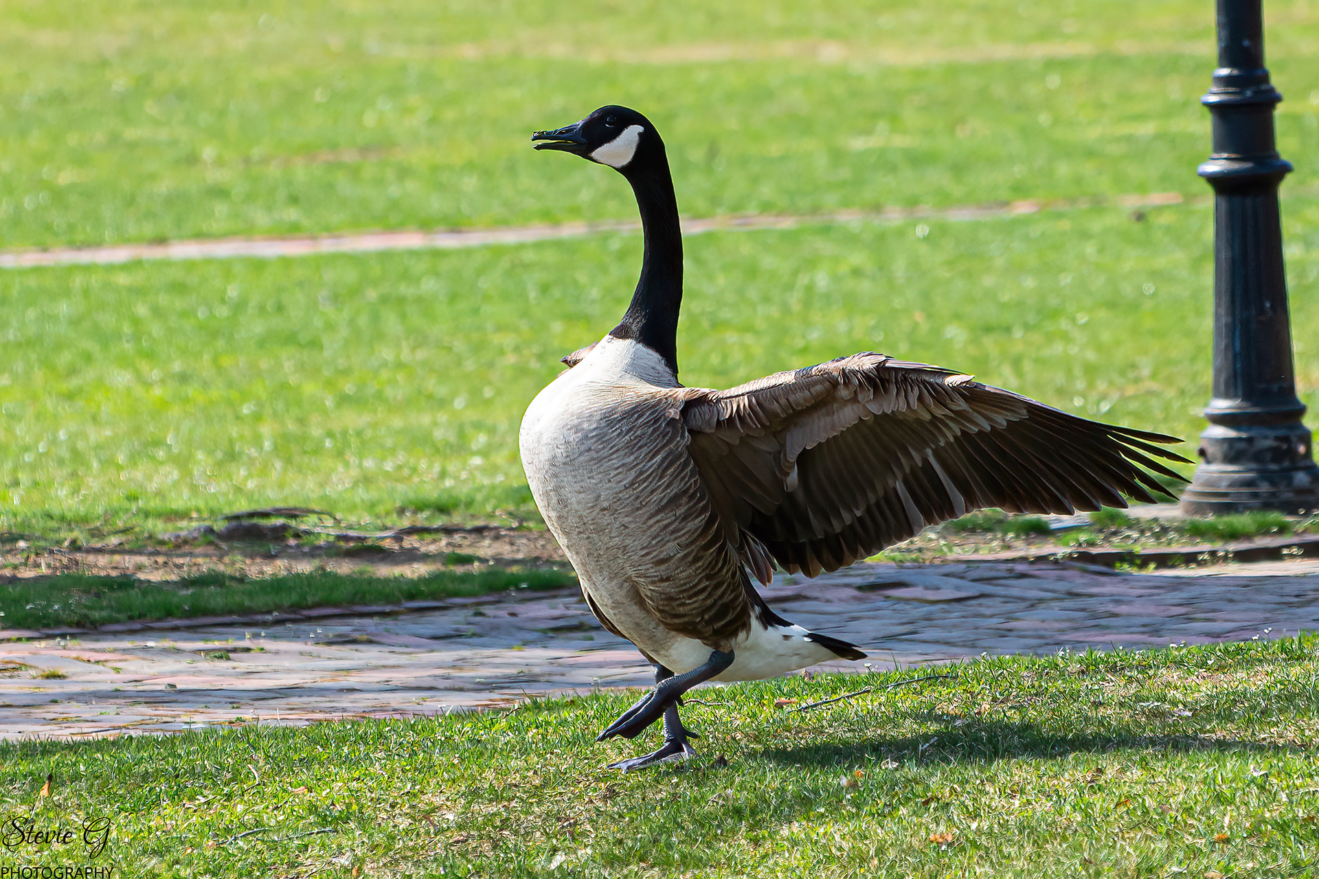 Canada geese
