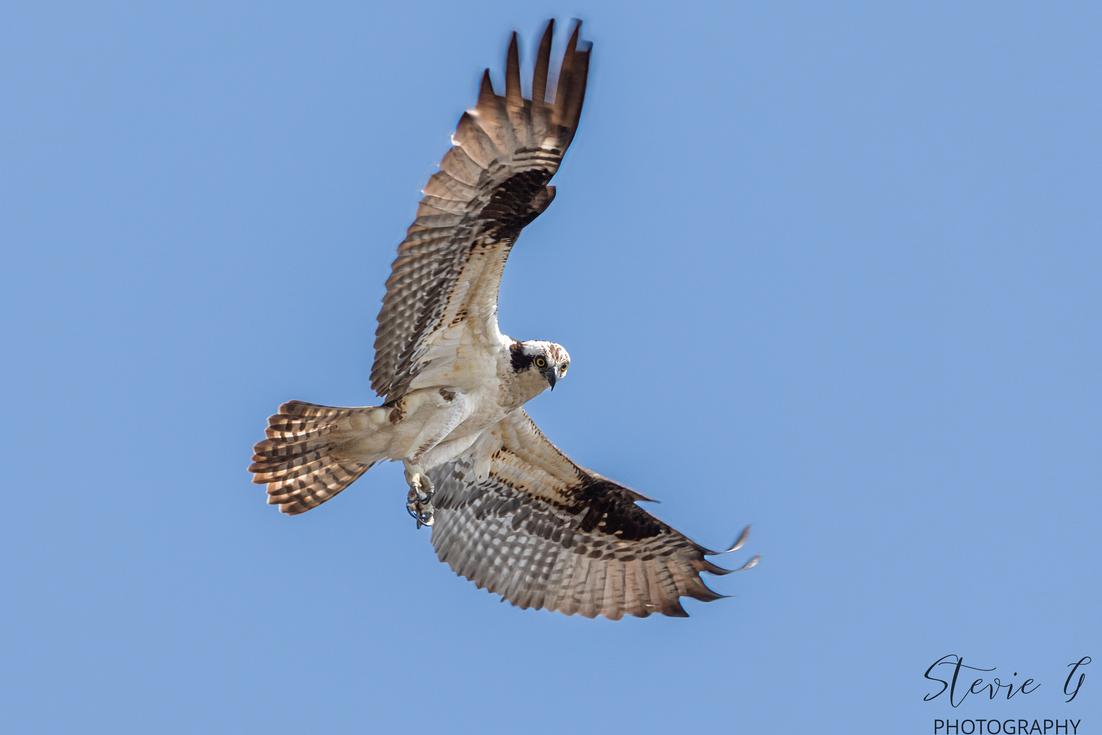 Osprey - Southern N.H.