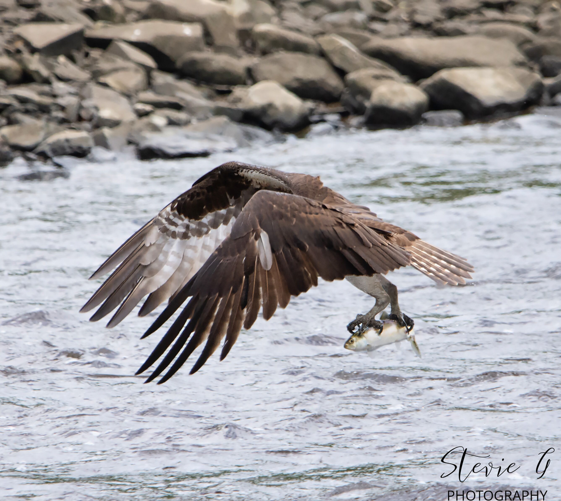 Osprey