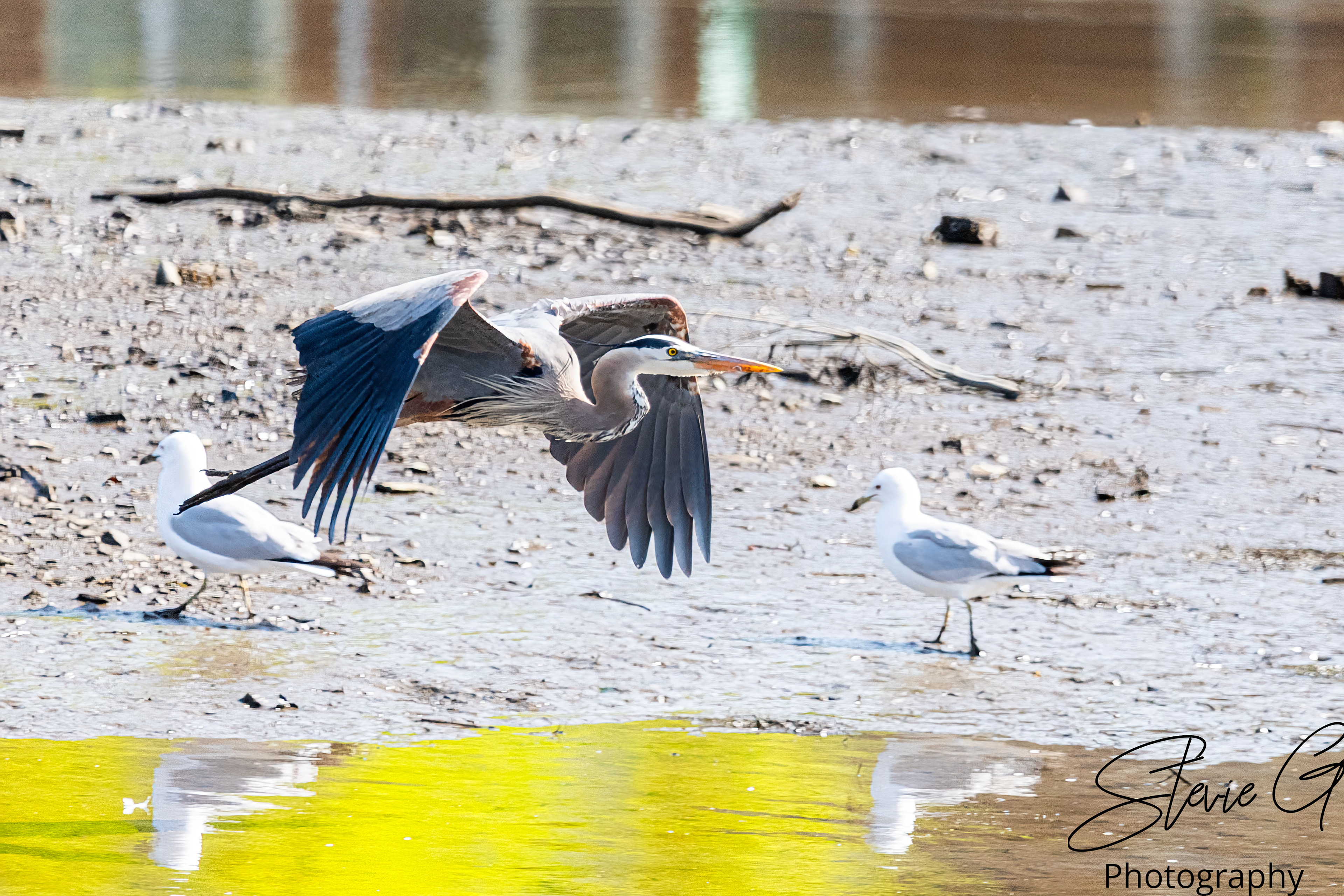 Great Blue Heron