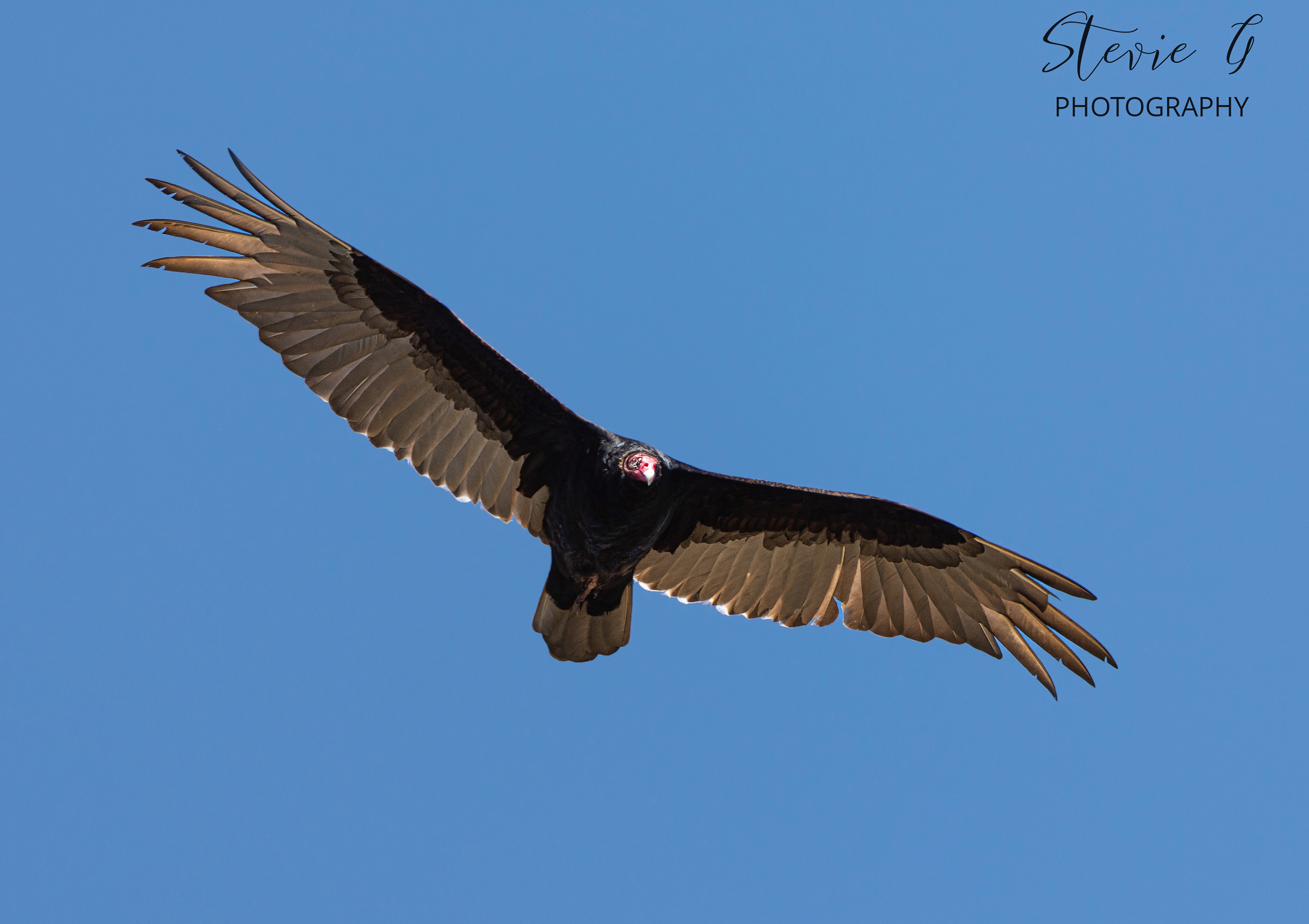 Turkey Vulture - Great Bay National Wildlife Refuge