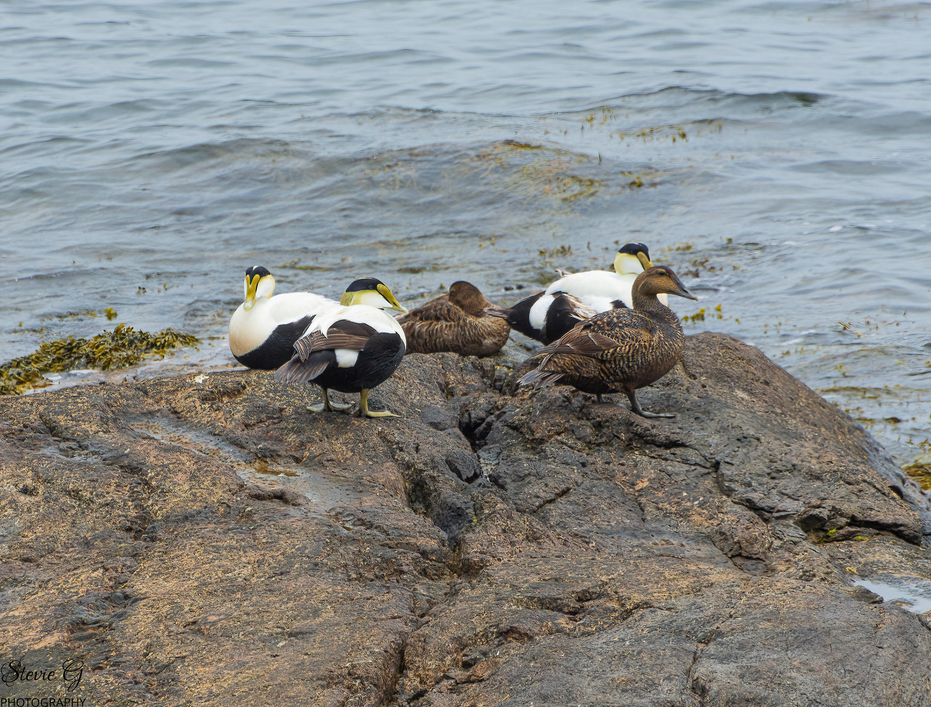 Common Eider largest duck in the northern hemisphere Odiorne state park