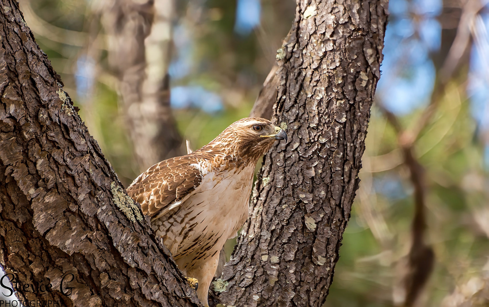 Redtail Hawk at Odiorne state park