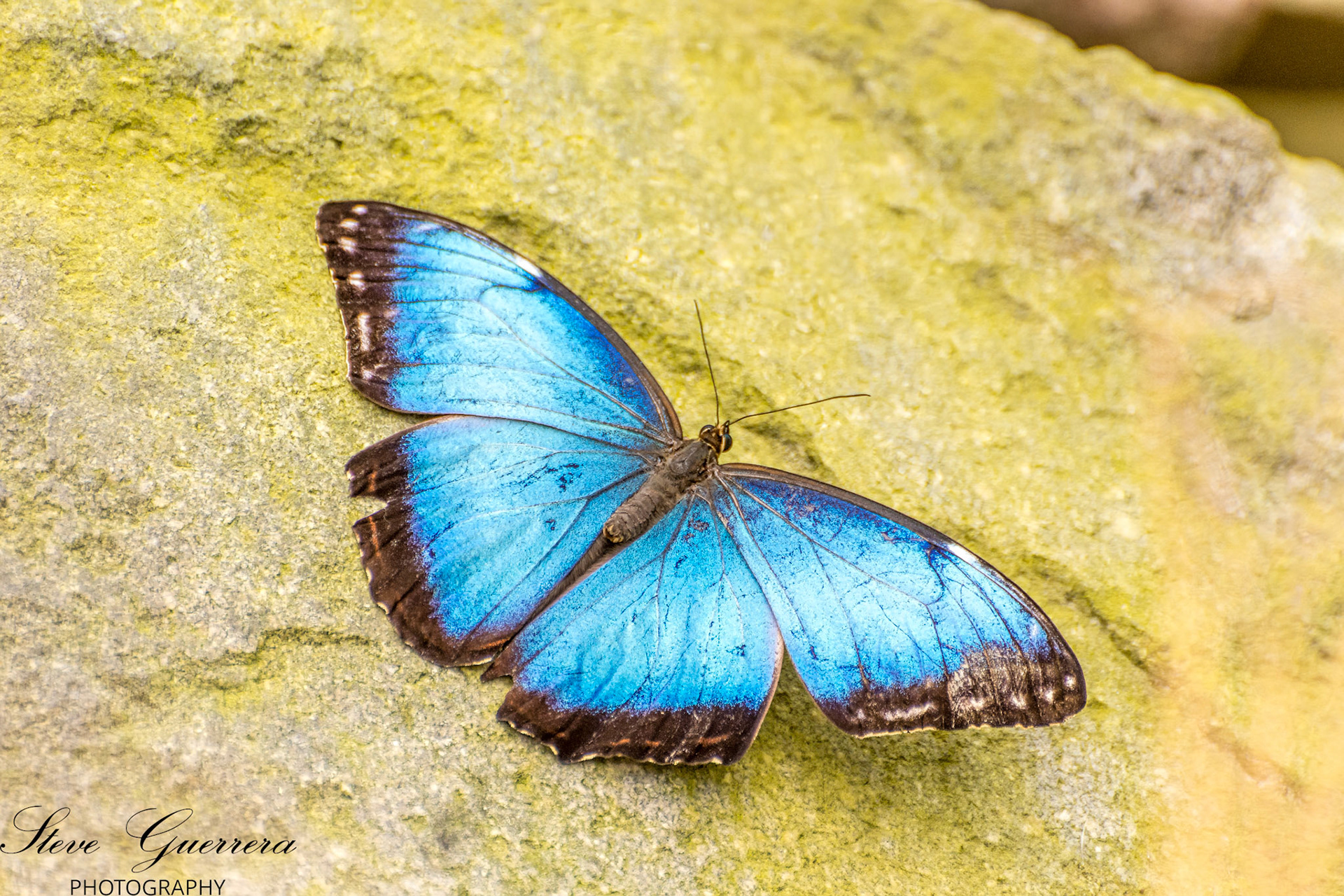 Blue Morpho Butterfly