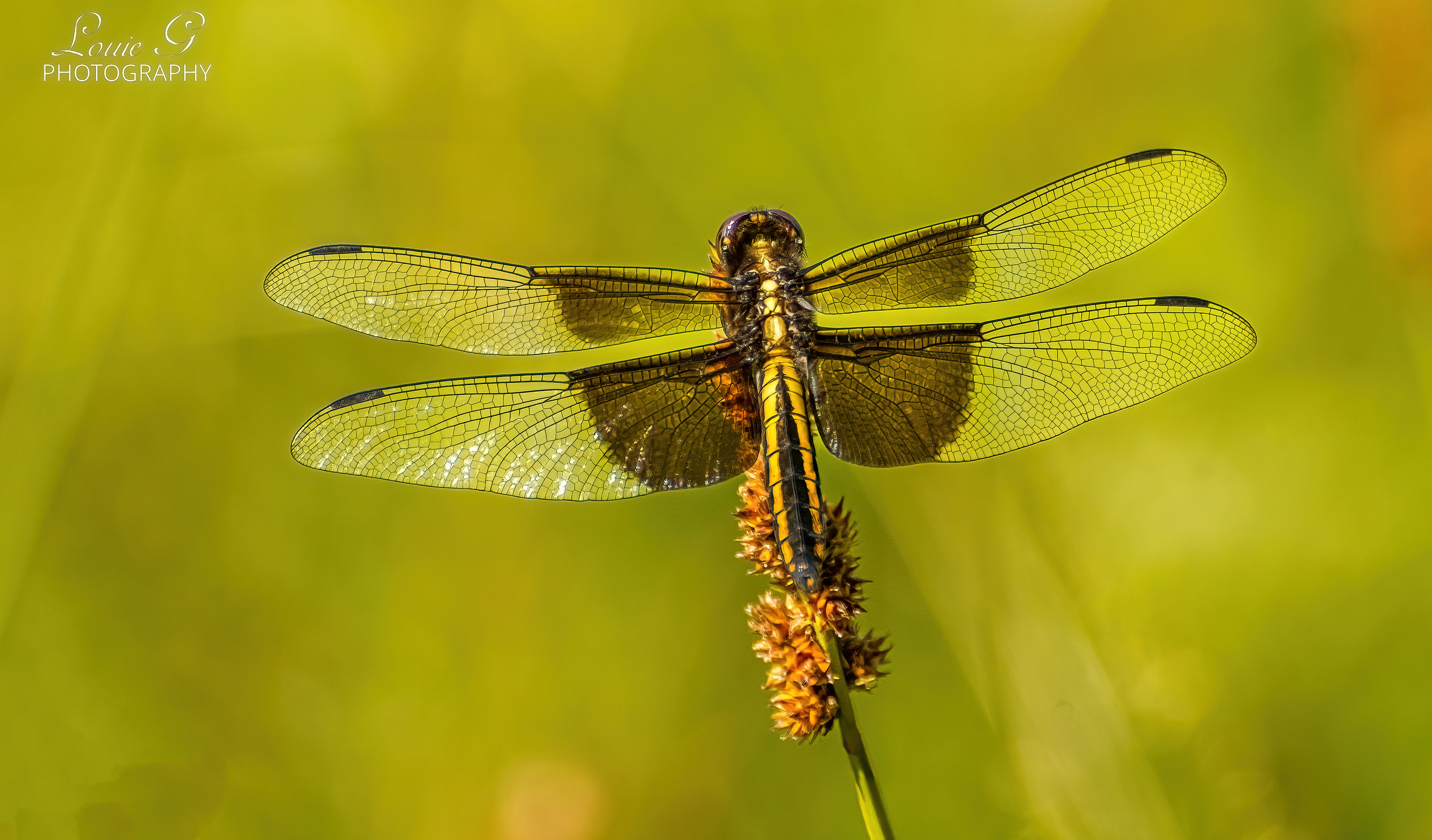 Female widow skimmer dragonfly