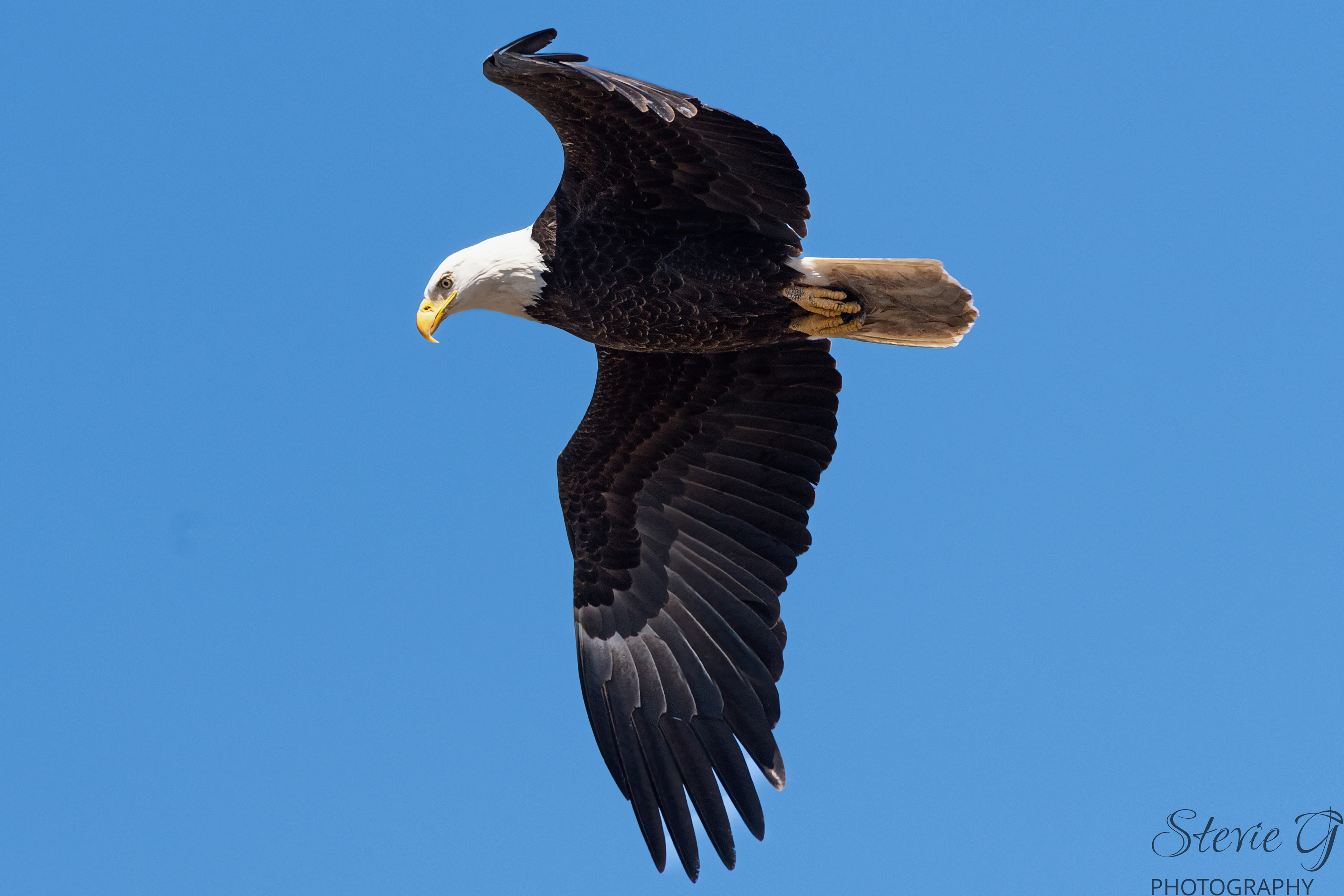 Bald Eagle